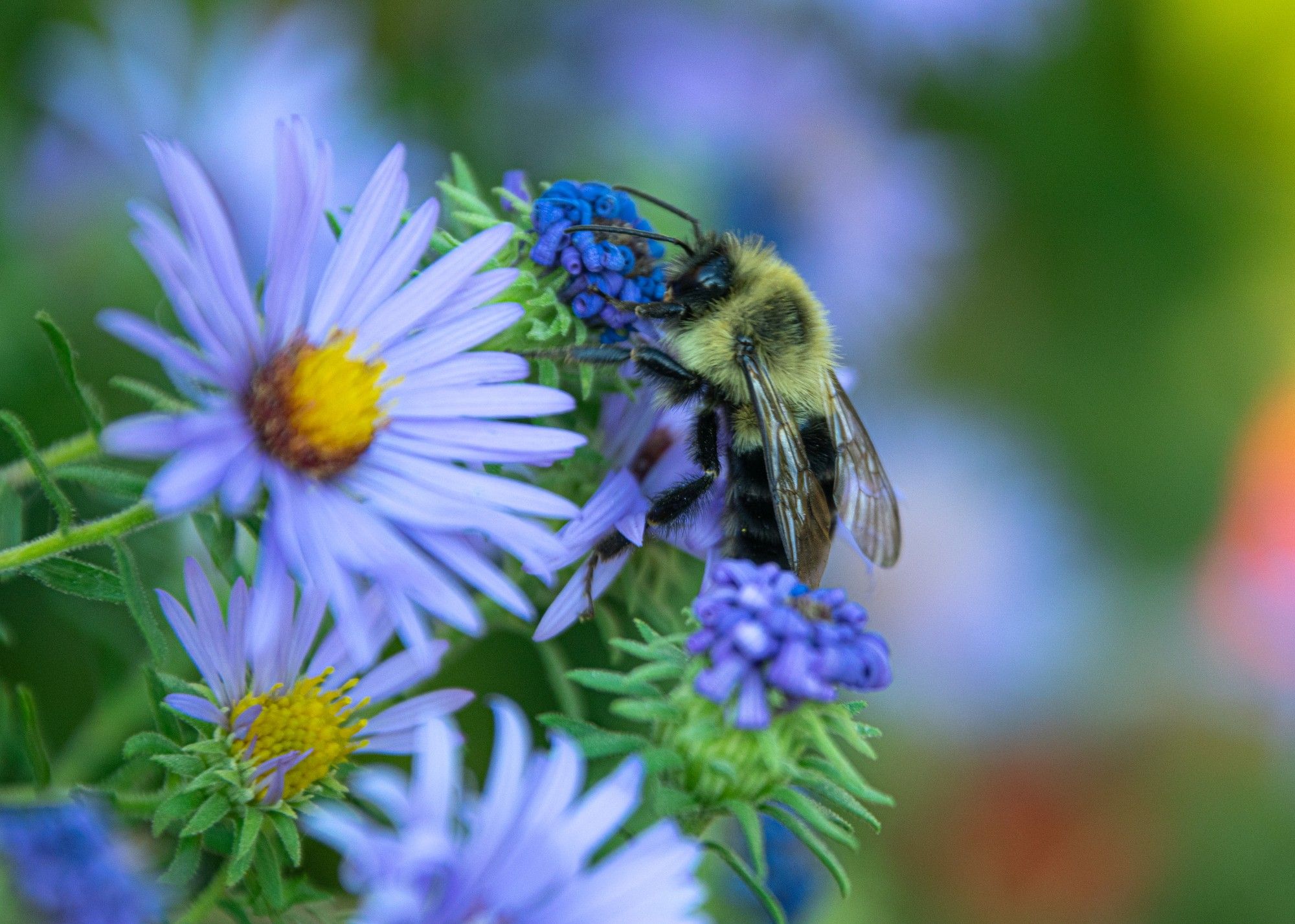 Bee on a purple and yellow flower