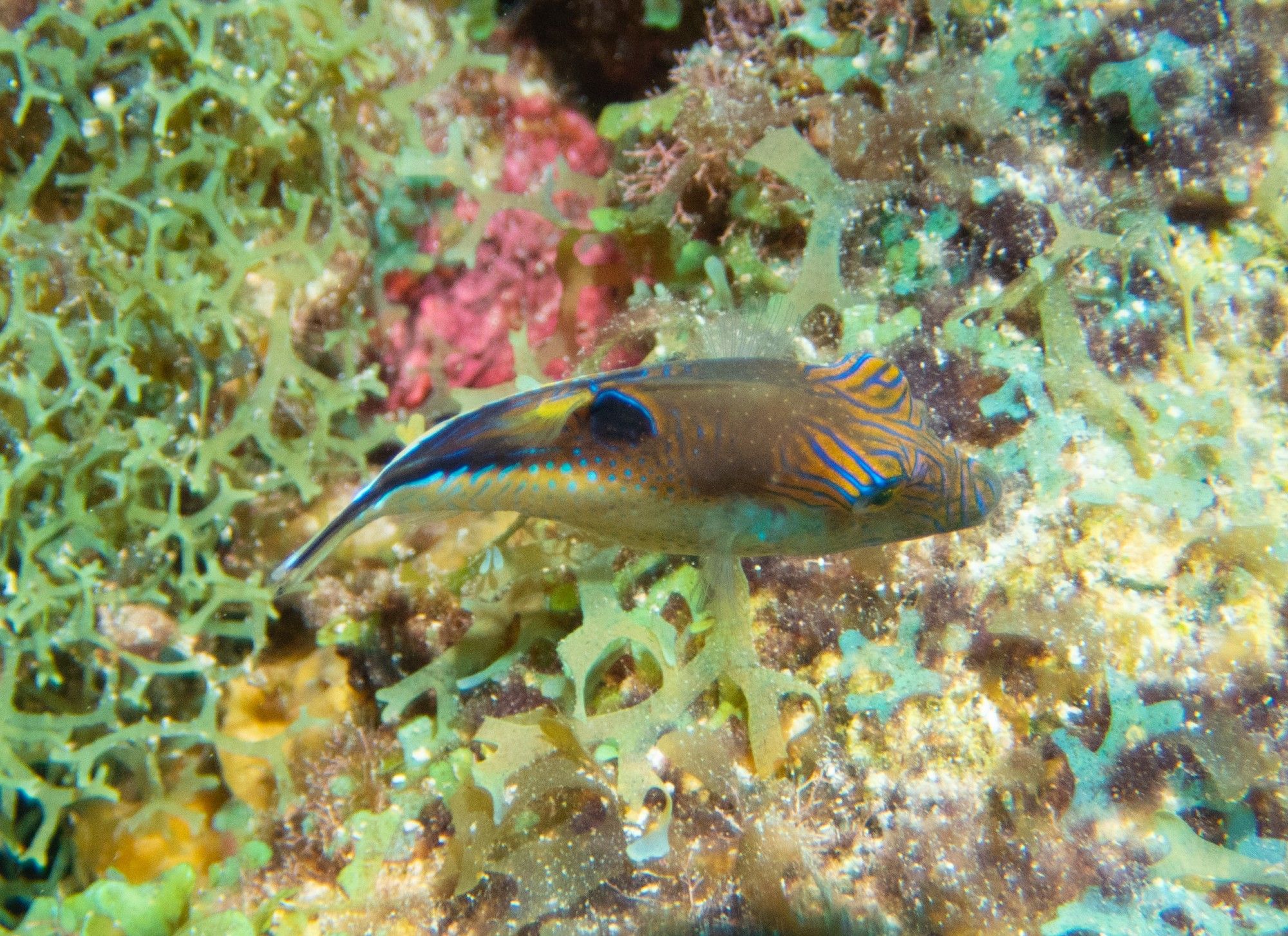 small sharp nosed puffer with fancy markings above its eyes.