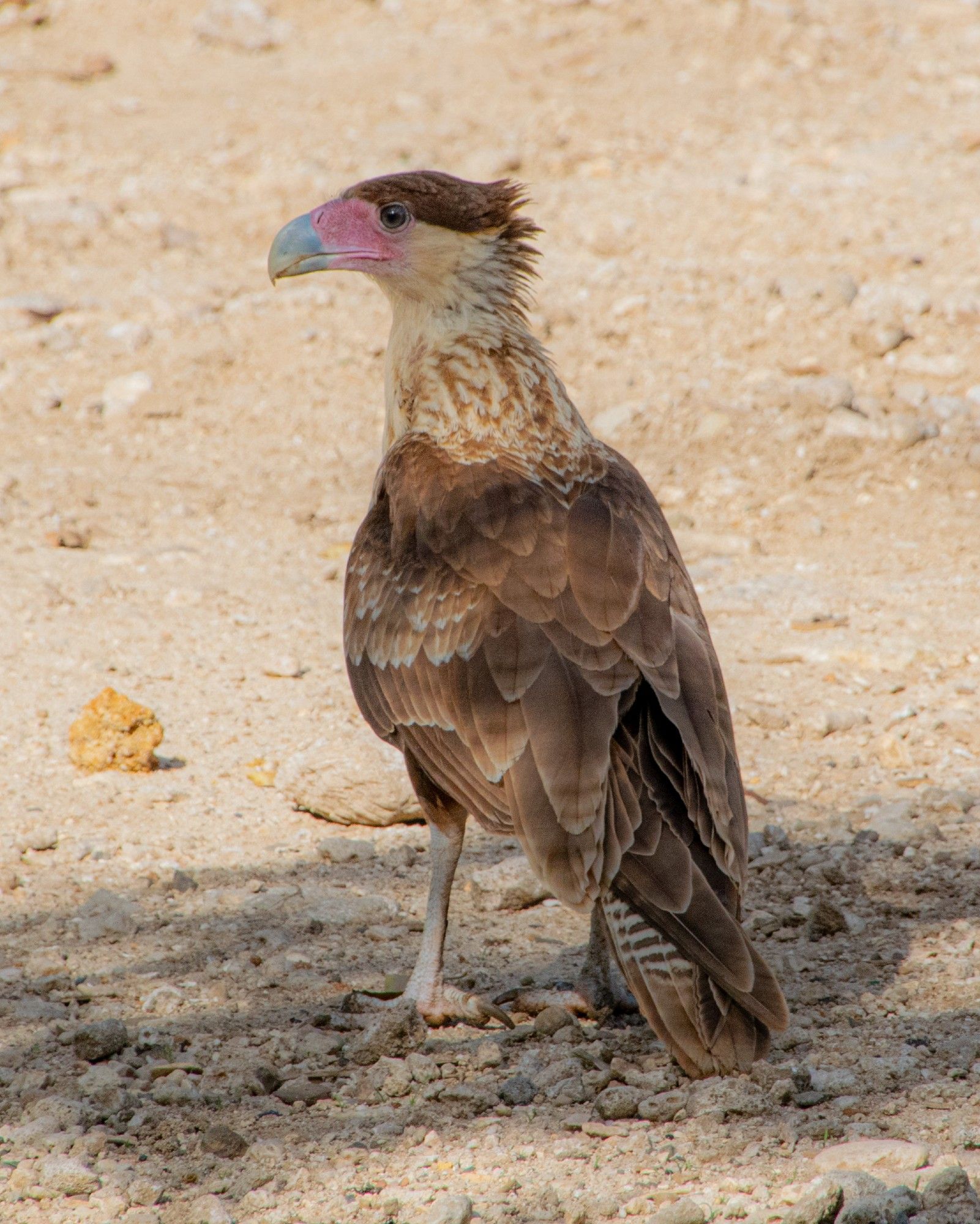 A juvenile Crested Caracara standing on rocky sand.  Looking sideways with pink and blue beak and light brown and tan feathers. 