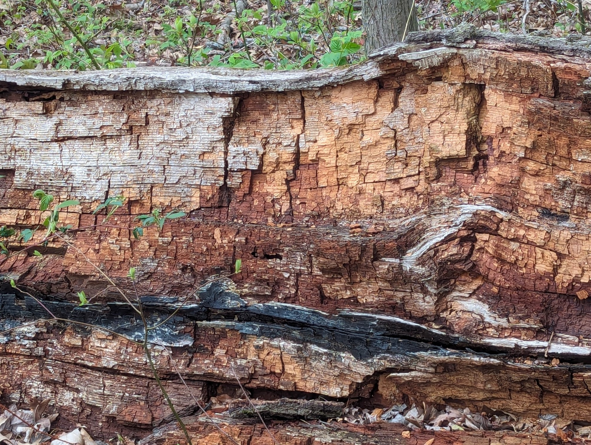 A decaying tree on the ground, with marked straight line features in the rotting wood. New green growth also appears behind and in front of the log in this photo, which was taken in late April.