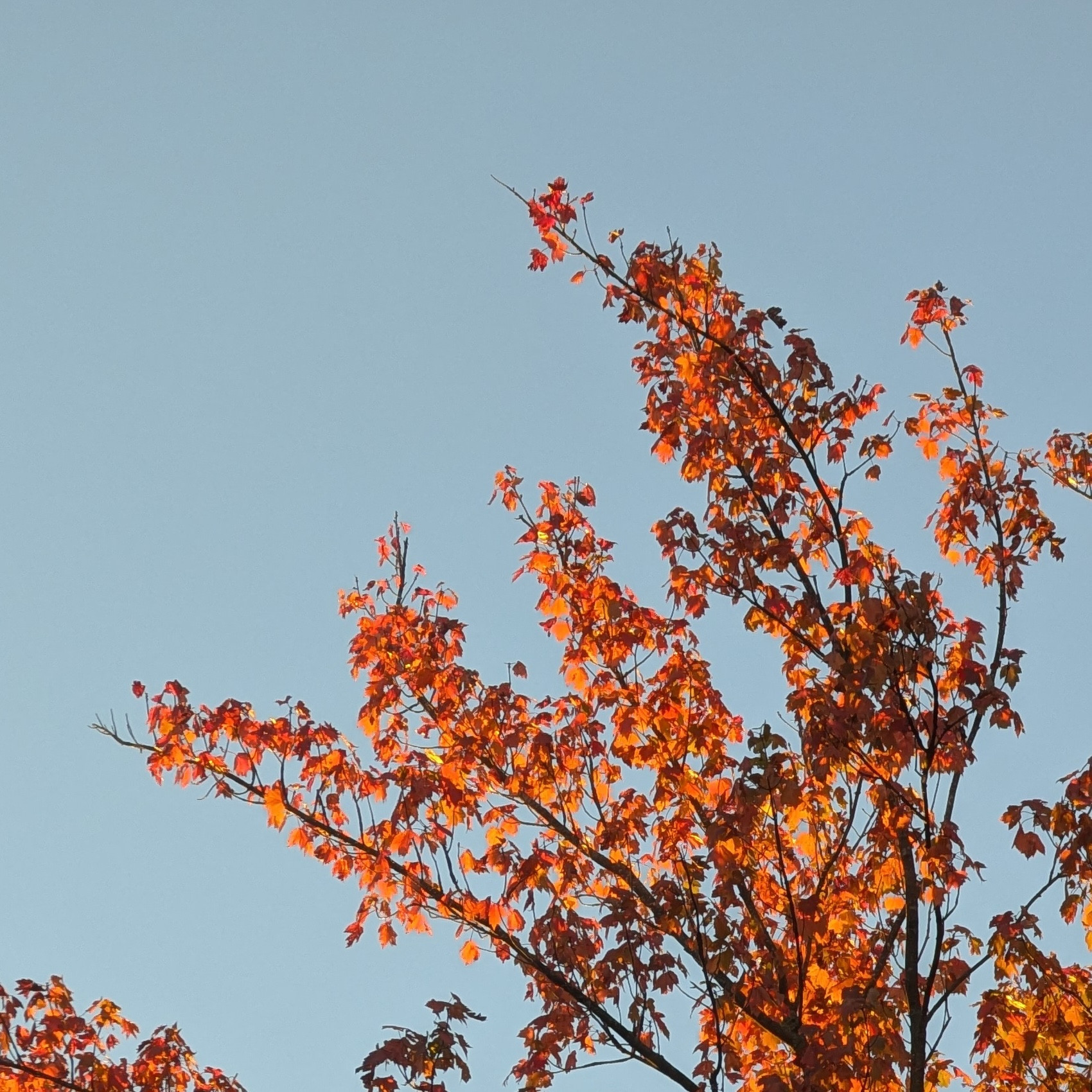 Orange leaves at the top of a tree are brilliant in late afternoon sunshine. The sky is a pale blue.