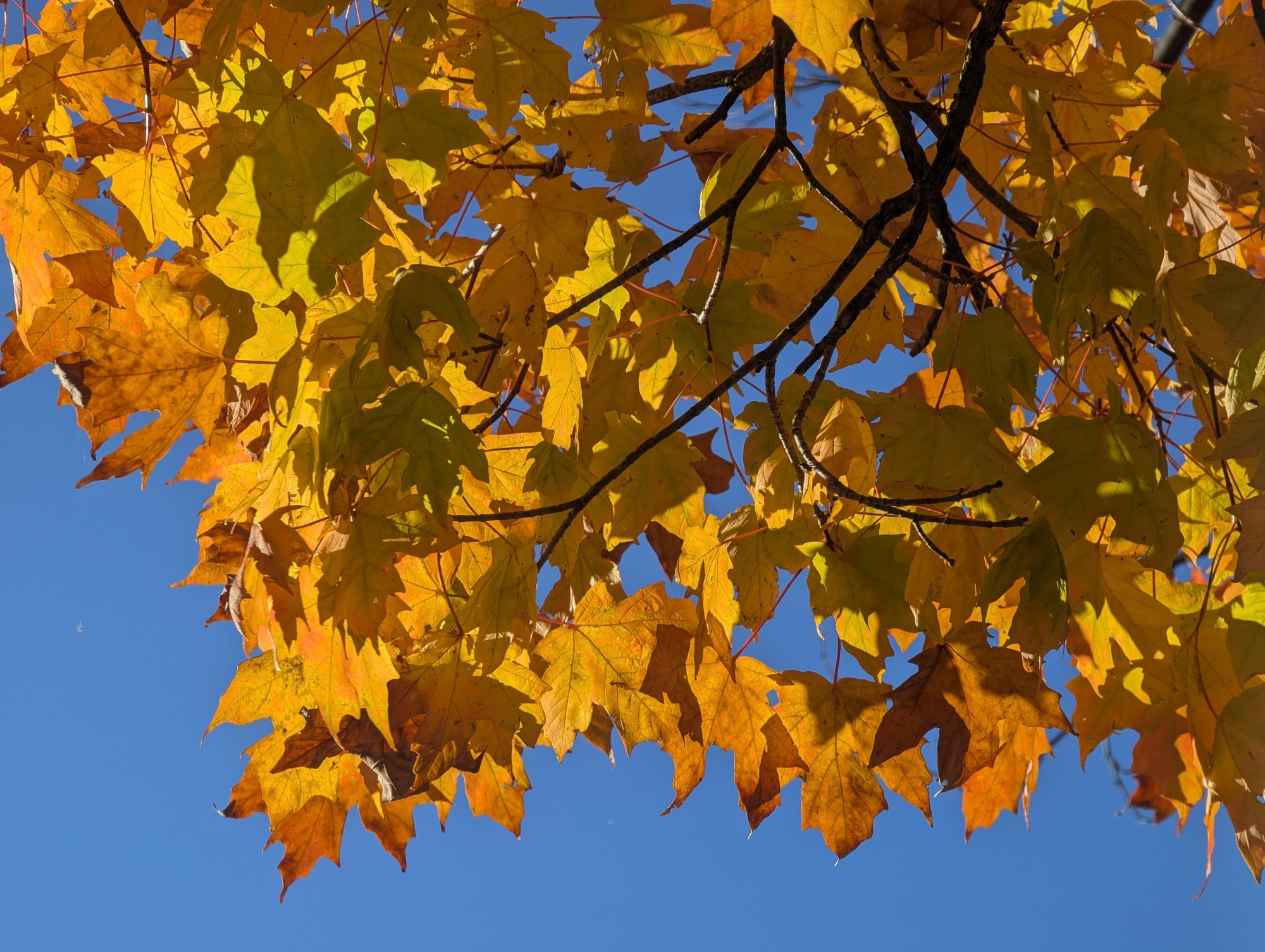 Maple leaves, mainly orange but a few yellow or yellow-green, some verging on brown, in bright sunlight against a blue sky.