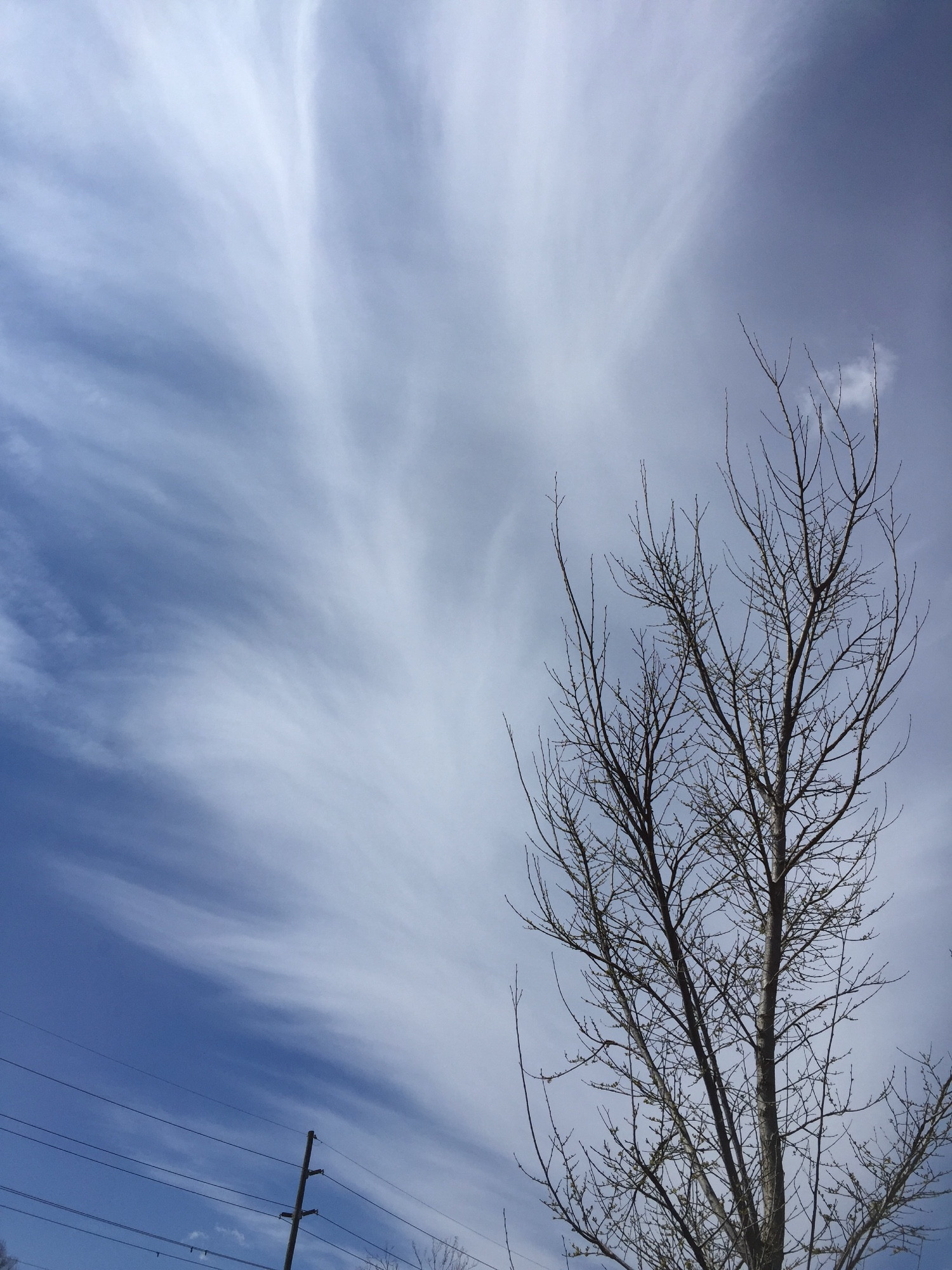 Blue sky with thin filmy clouds. A tall narrow tree with bare branches appears at bottom right. The clouds are shaped like the tree, or like feathers.