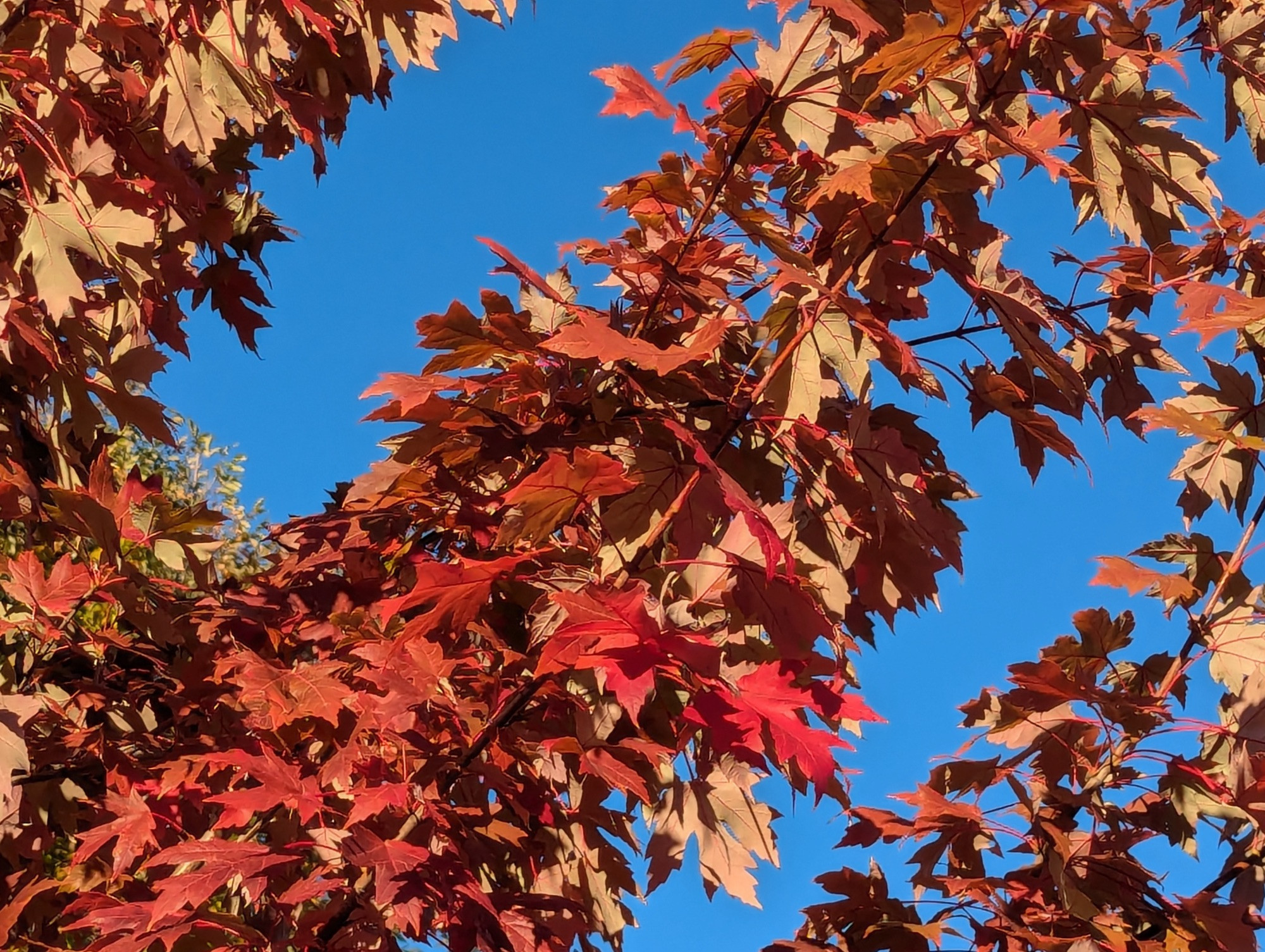 Red maple leaves in a blue sky.