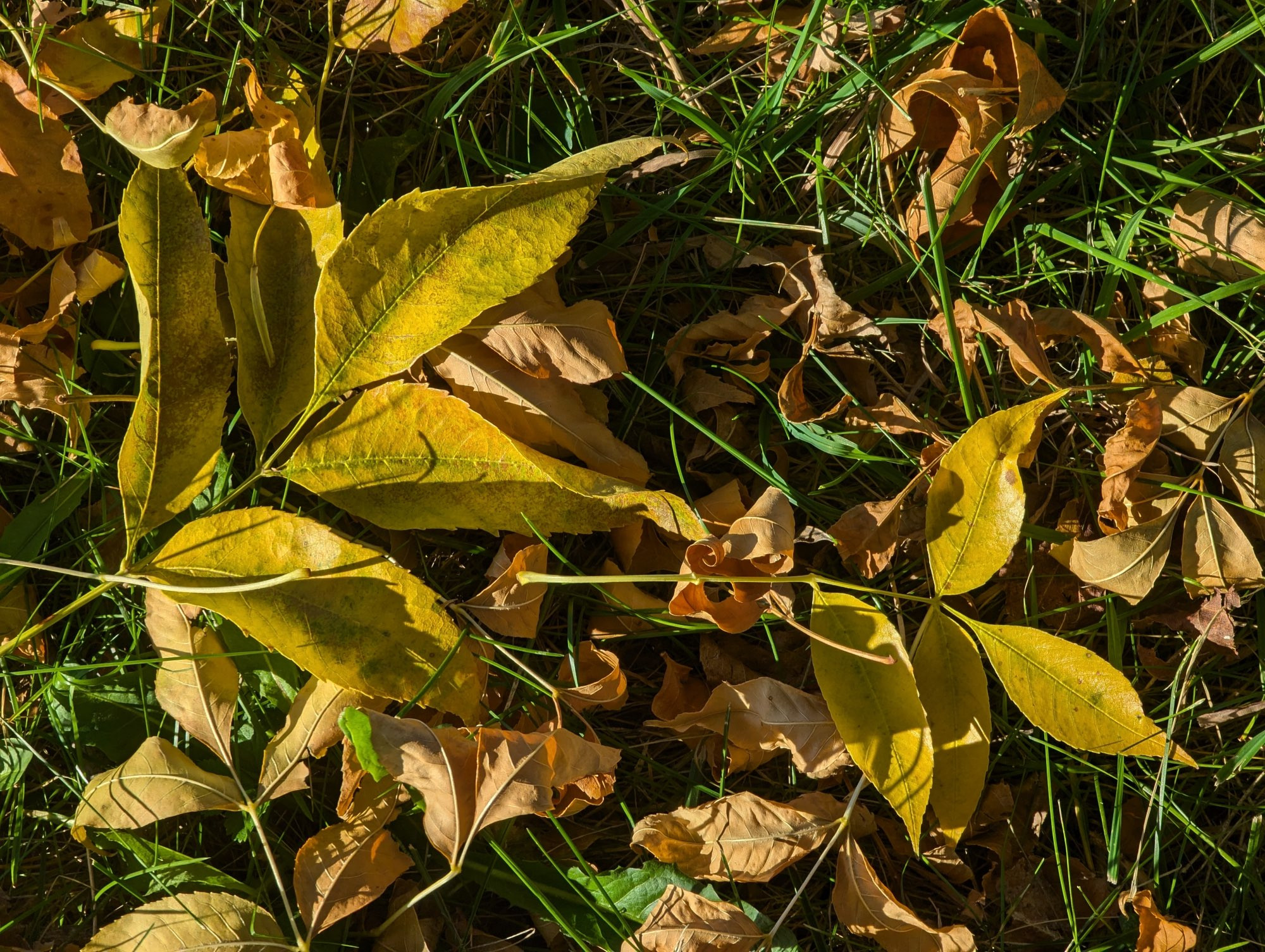 Yellow and brown tree leaves on green grass.