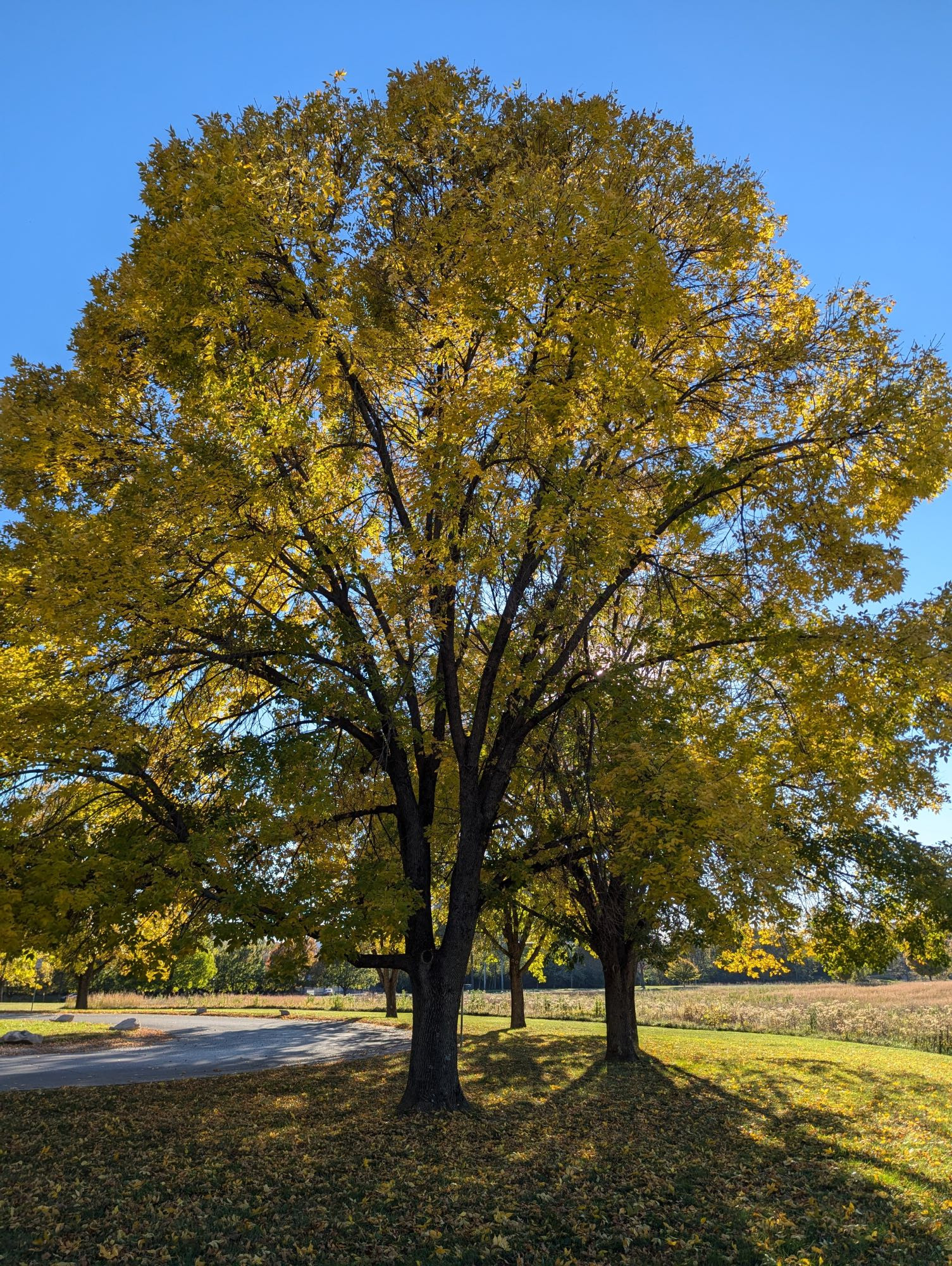 Large tree with yellow leaves, lit by low-angle sunlit. Other trees appear in the background. The tress are all casting shadows toward the viewer, and the grass and asphalt behind them are sunlit. The sky is blue.