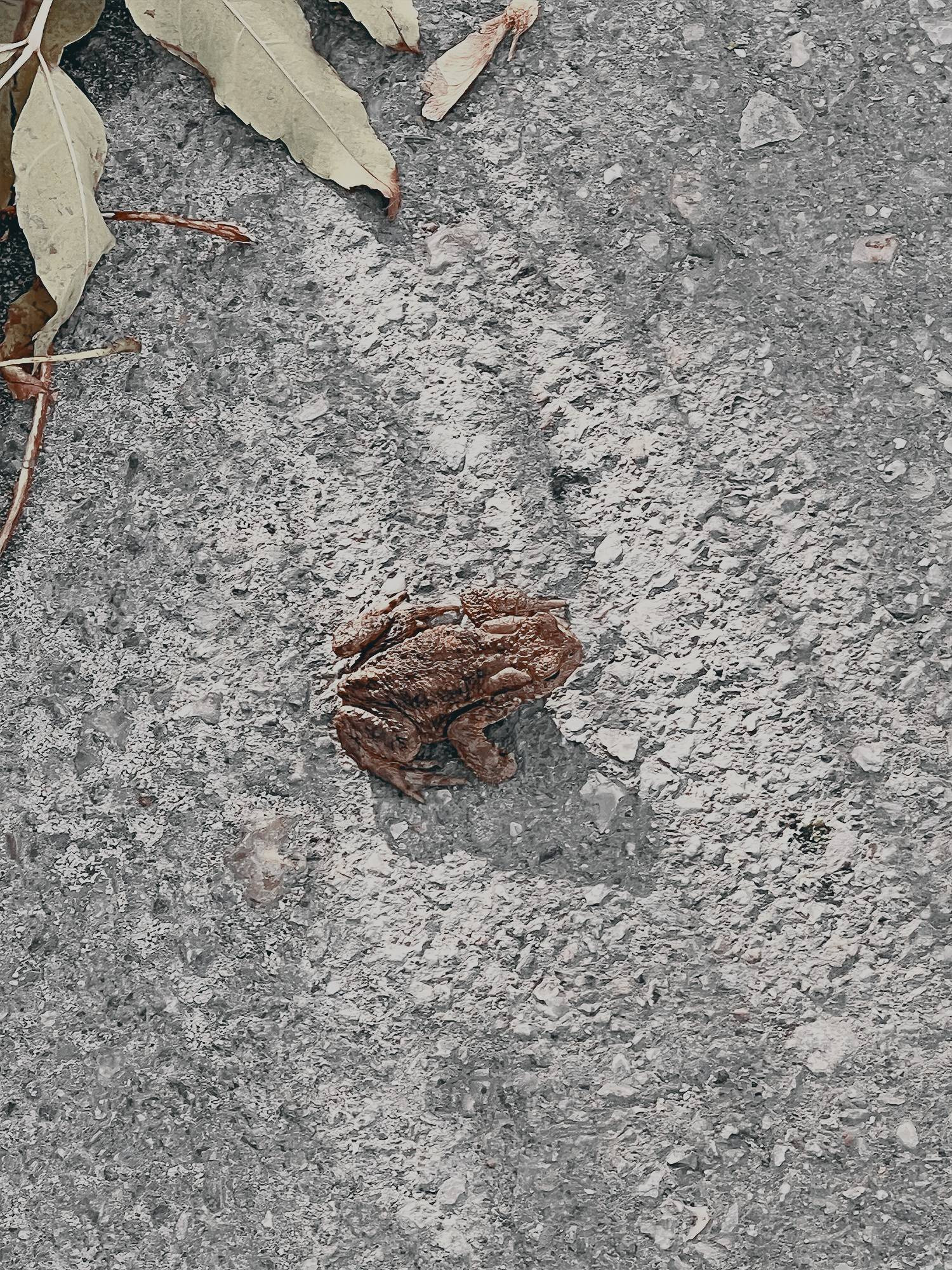 The frog on the side of the road (he was very polite)!