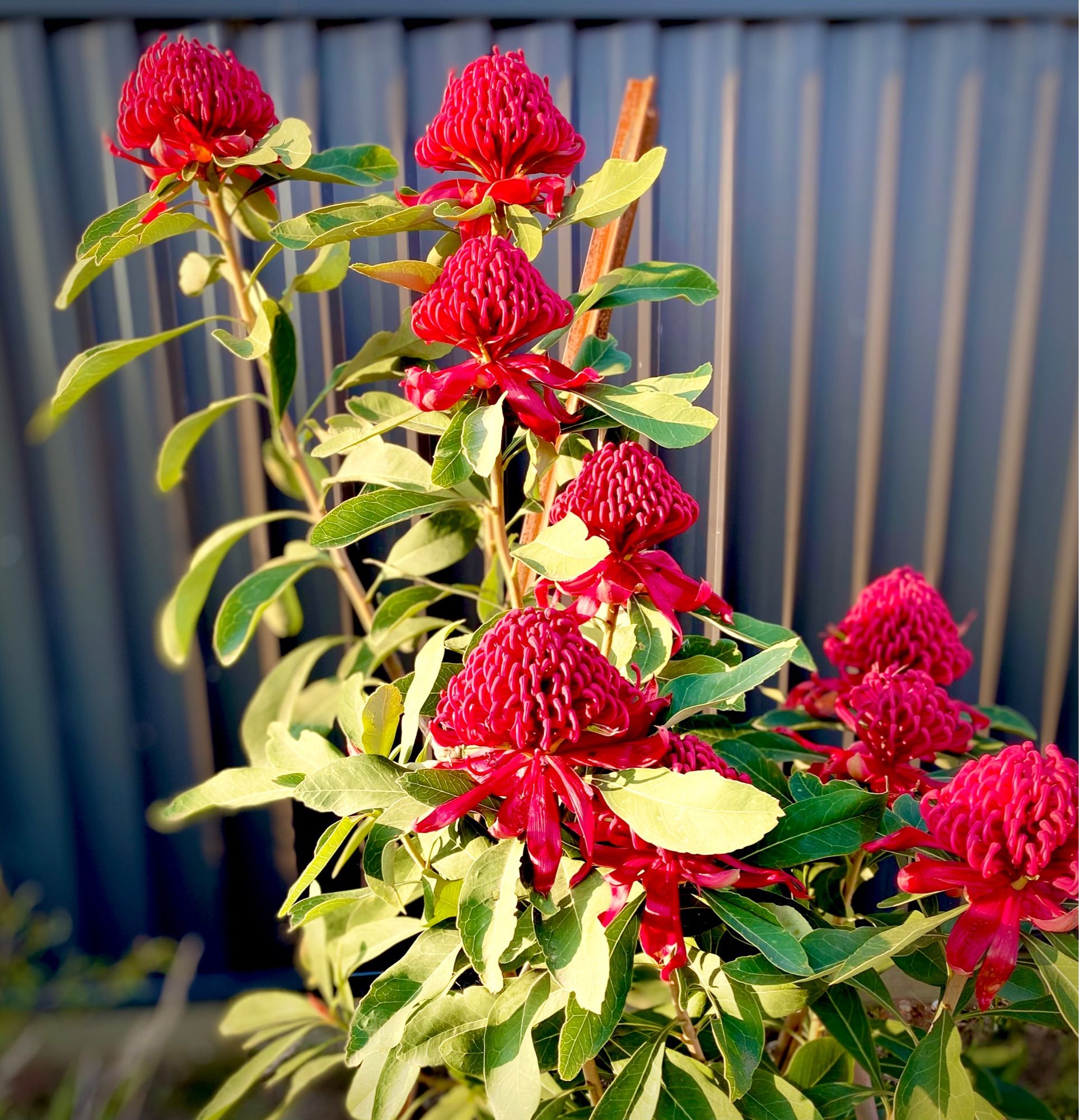 Rich red Waratah flowers in front of our back fence.