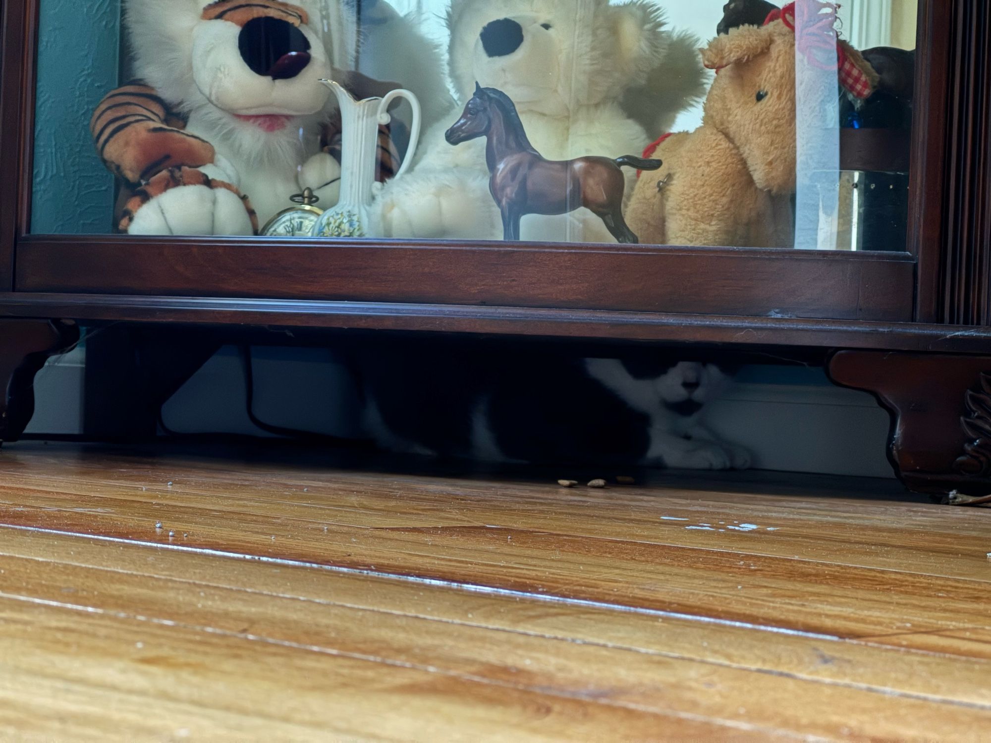 A close up of the shadowed area beneath a curio cabinet (childhood toys visible behind glass on the bottom shelf). There is a very well camouflaged grey-and-white cat hiding in the shadows, looking out past a couple of kibble treats placed on the floor.