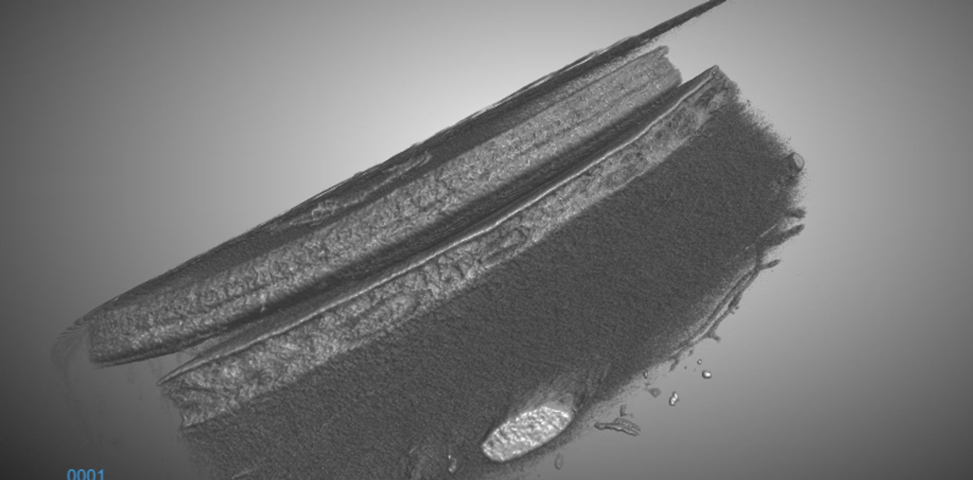 3D reconstruction image obtained by a nanoCT of an eyecup biopsy punch