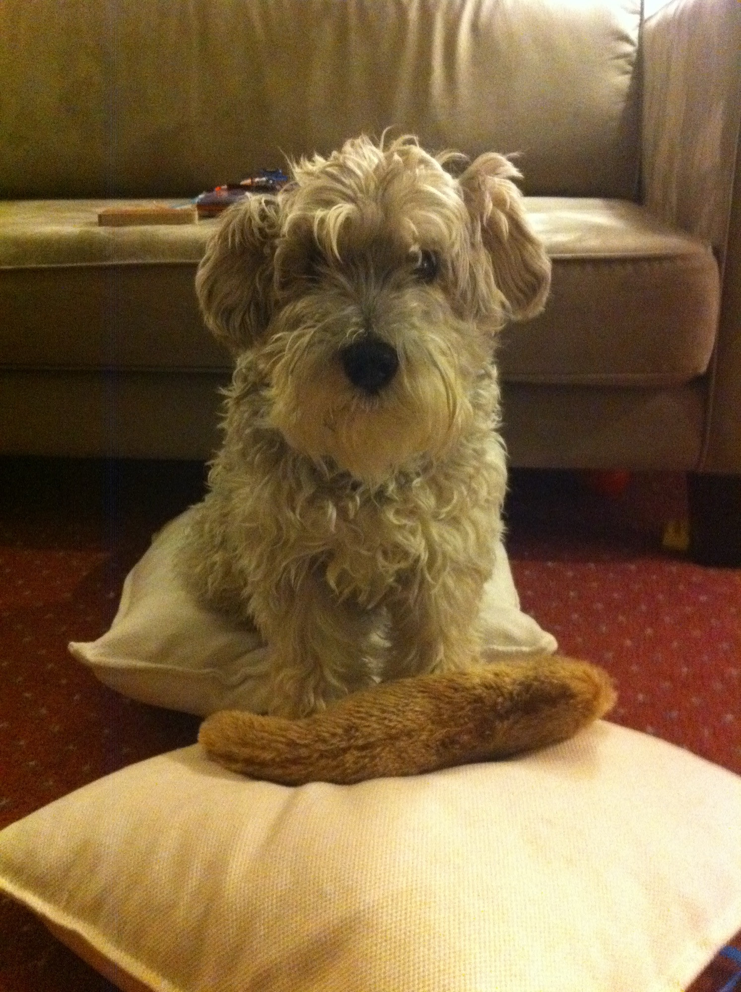 A very light grey, dignified miniature schnauzer sitting on a white pillow with his favourite stuffed squirrel on a second pillow.