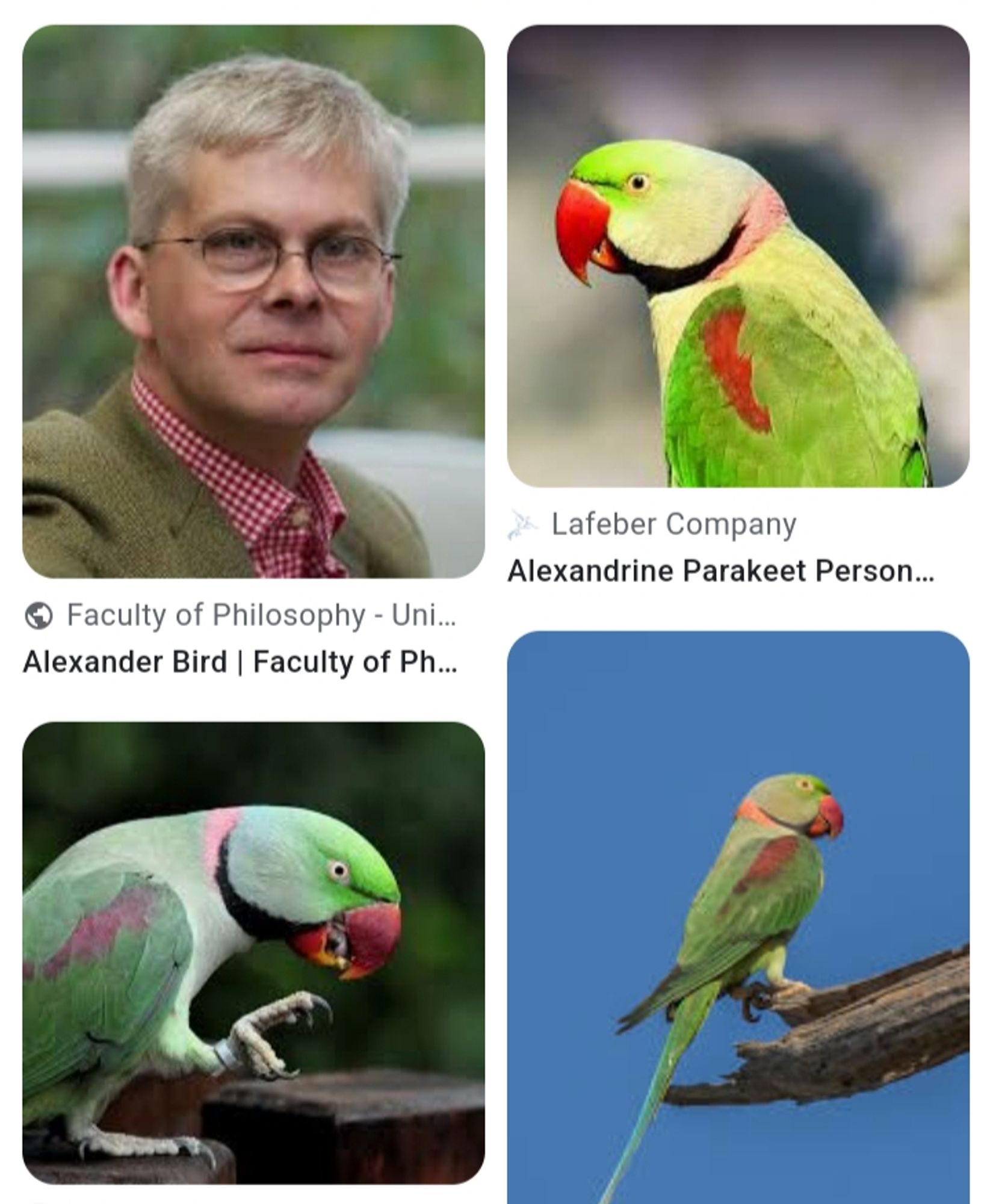 a Google Images search which produced one image of the philosopher Alexander Bird wearing a green jacket and a red shirt, and three images of parrots with green and red feathers