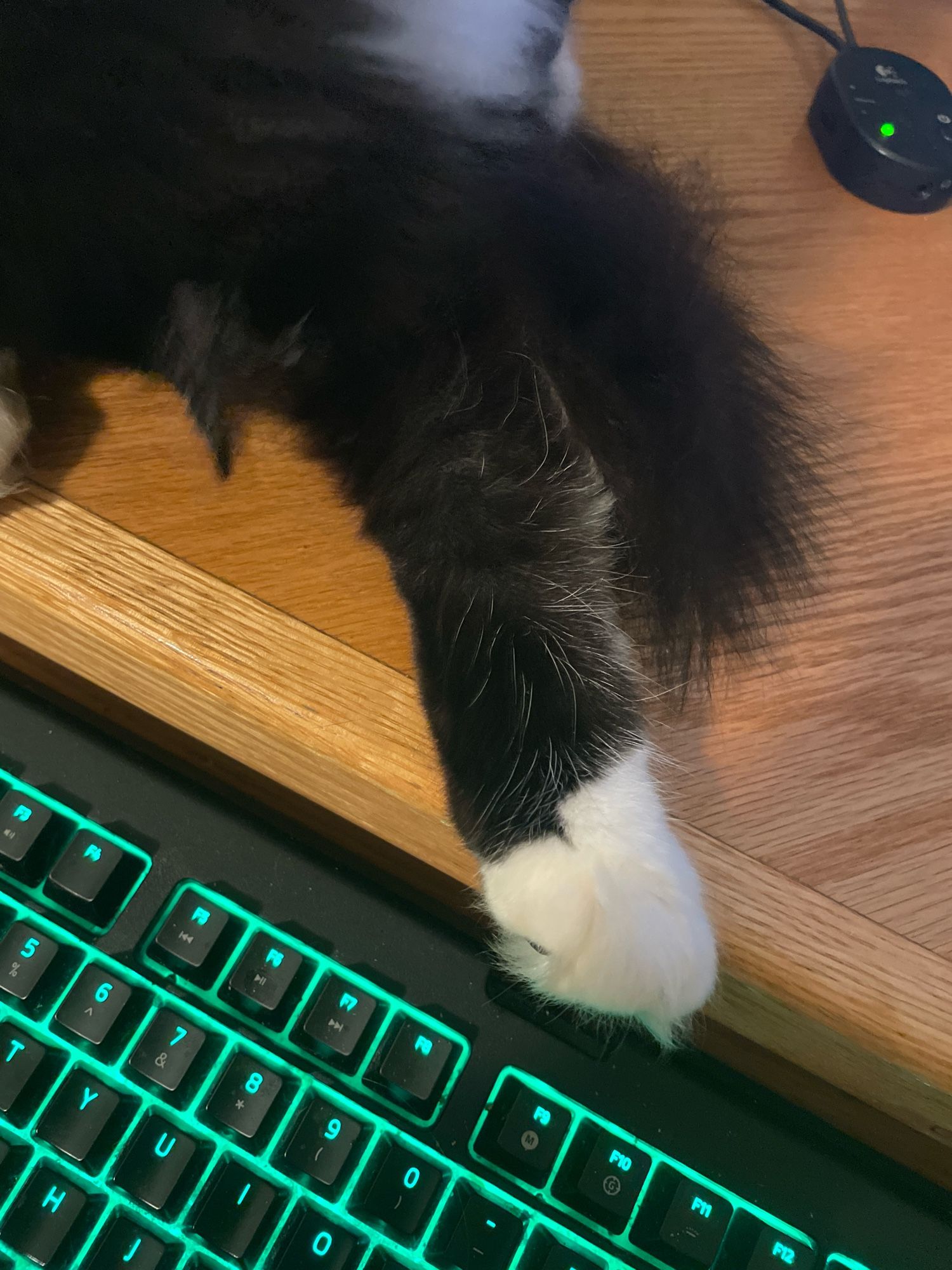 A tuxedo’s cat leg sticking out as she bathes