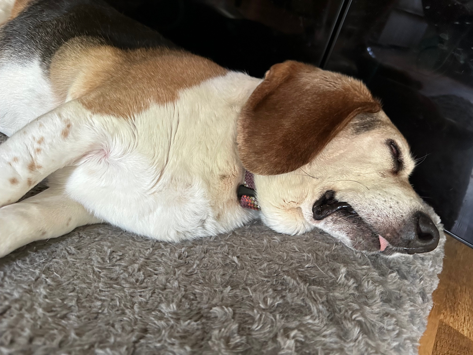 A beagle-basset that has become so sleepy that her tongue is sticking out and her inner eyelid is showing. Full zombie mode. 