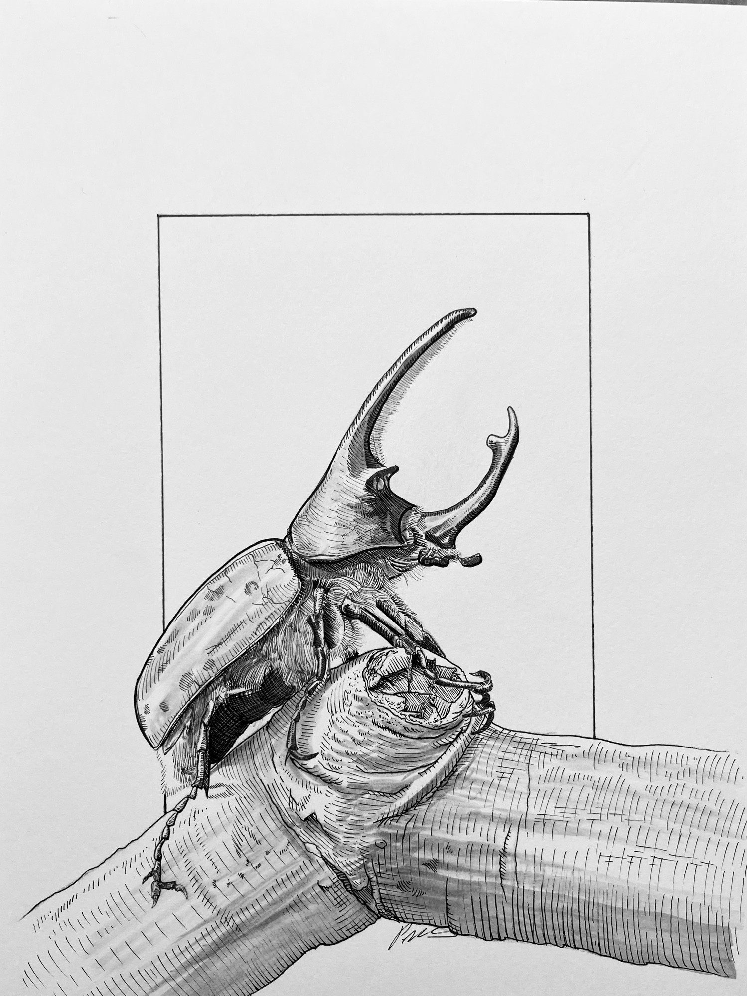 Black and white ink drawing of a rhinoceros beetle on a branch.