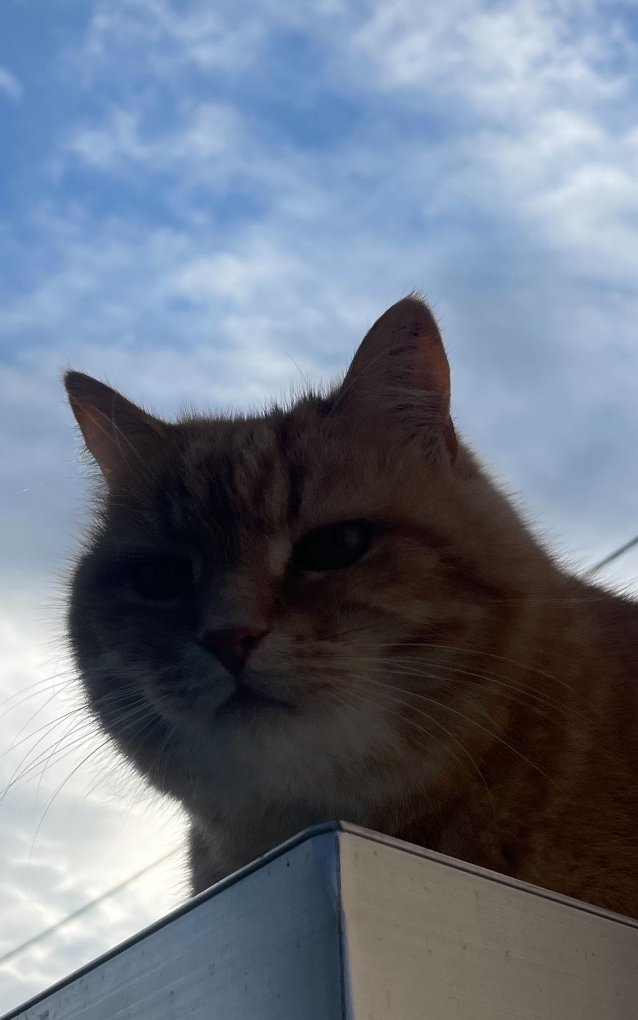 Gelber Katzenkopf im Gegenlicht auf einer Garagendachecke