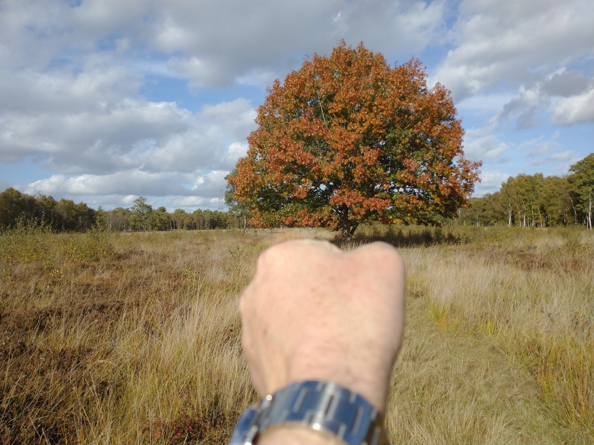 Amerikaanse eik in herfstkleuren, ik doe met mijn hand alsof ik hem pak