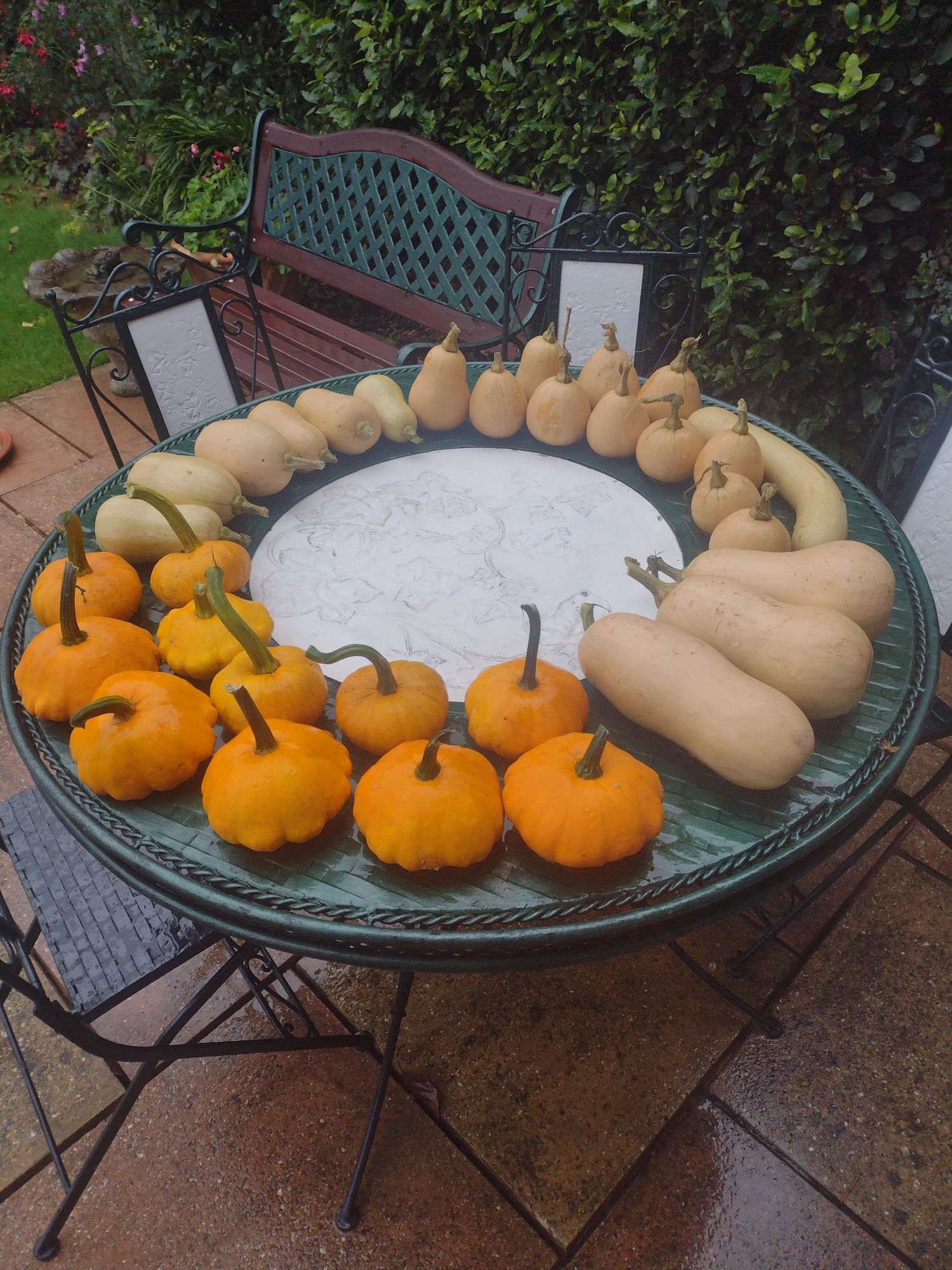 Two varieties of squash are laid out on a green circular metal table. Lighter butternut on the far side, yellow pattypan at the front.