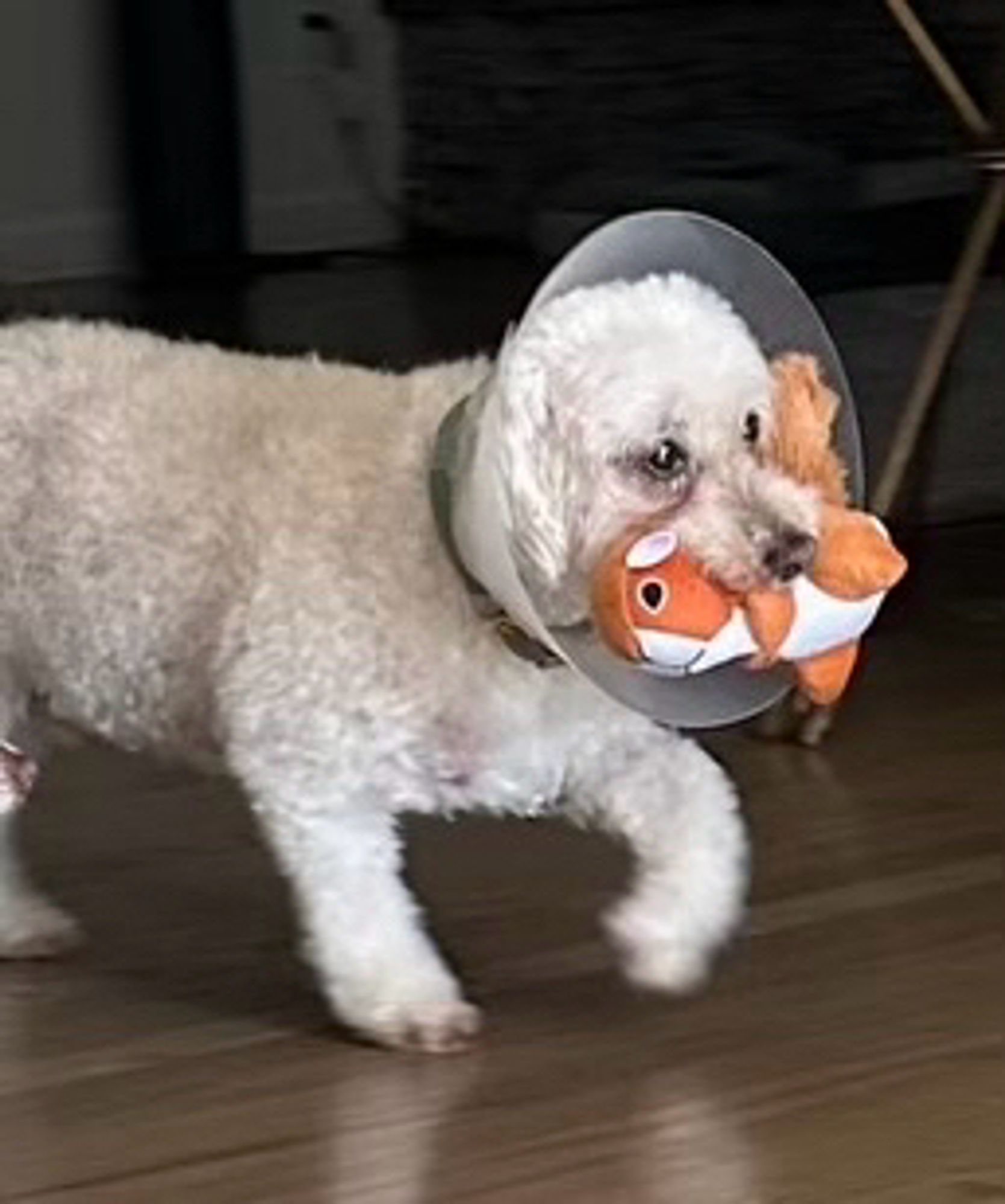 Our adorable dog, Oatmeal, who is a white fluffy bishon poodle mix, is wearing a cone and has his orange stuffed squirrel toy in his mouth. It’s honestly not the cutest picture but I would lie down on train tracks for this dog I love him so much.