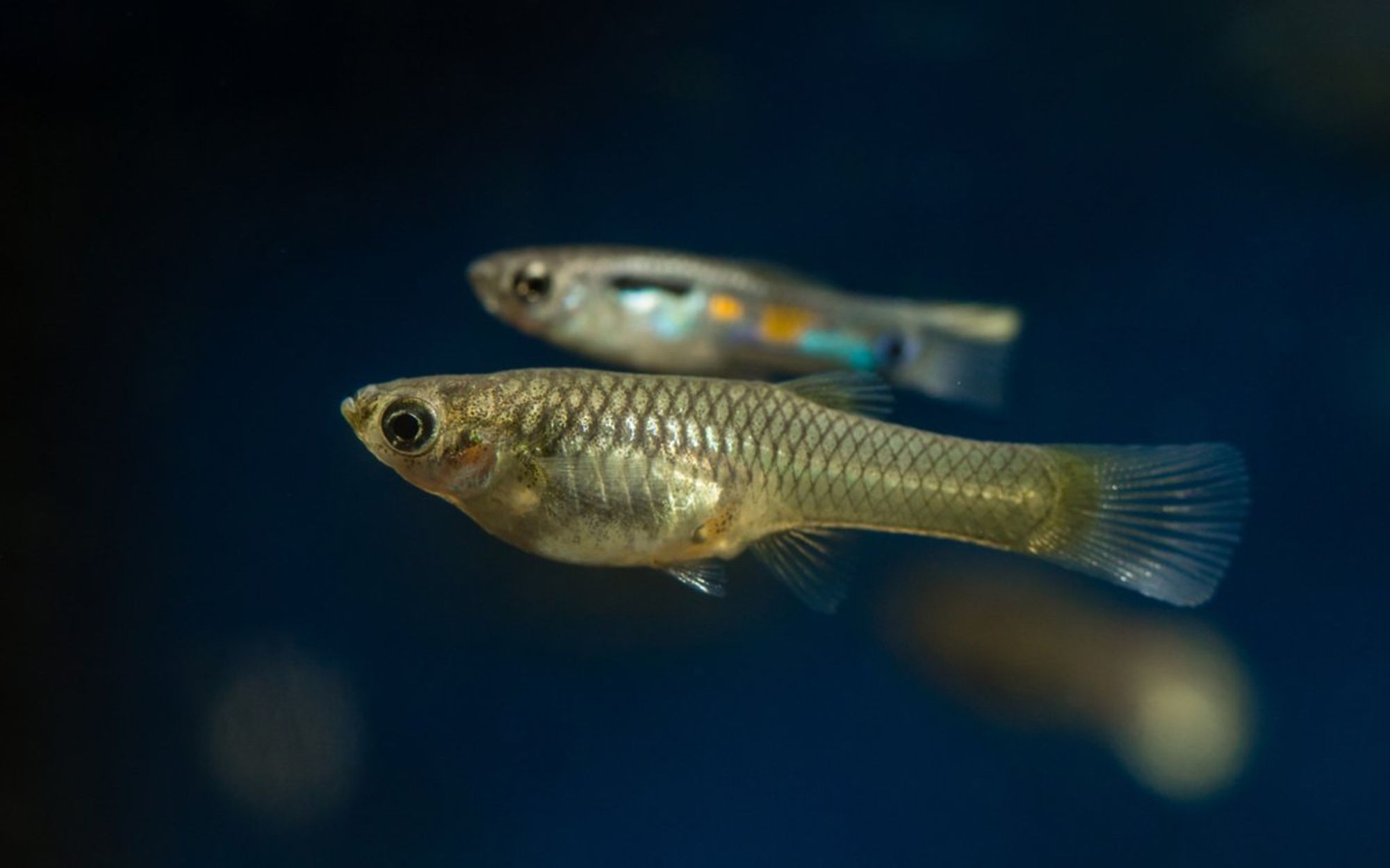 A male and female guppy