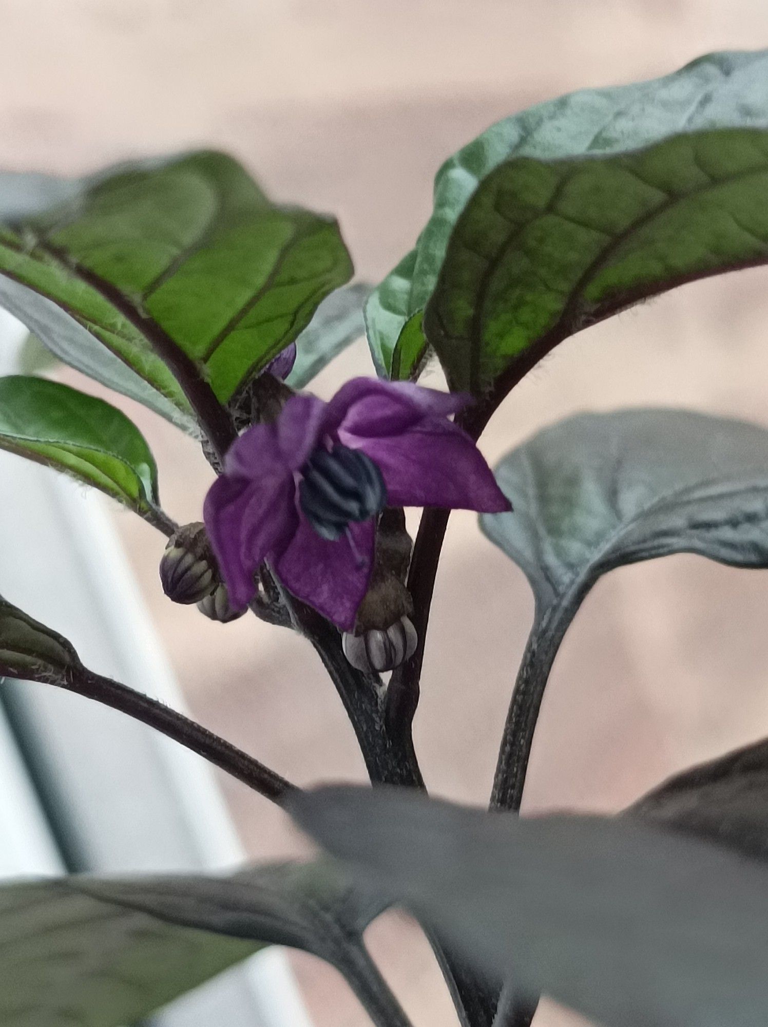 Small Purple Chilli plant flower surrounded by dark Green/purple leaves.