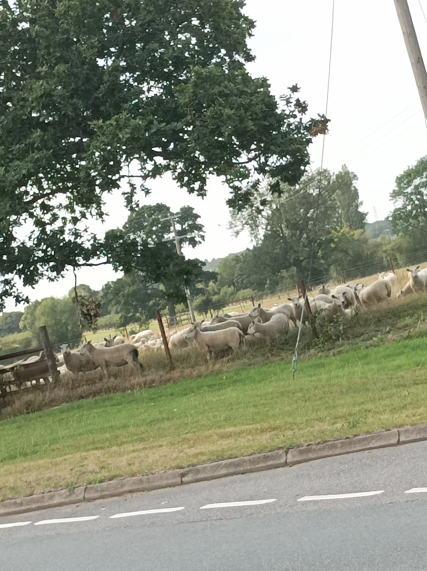 Picture of Sheep in a field