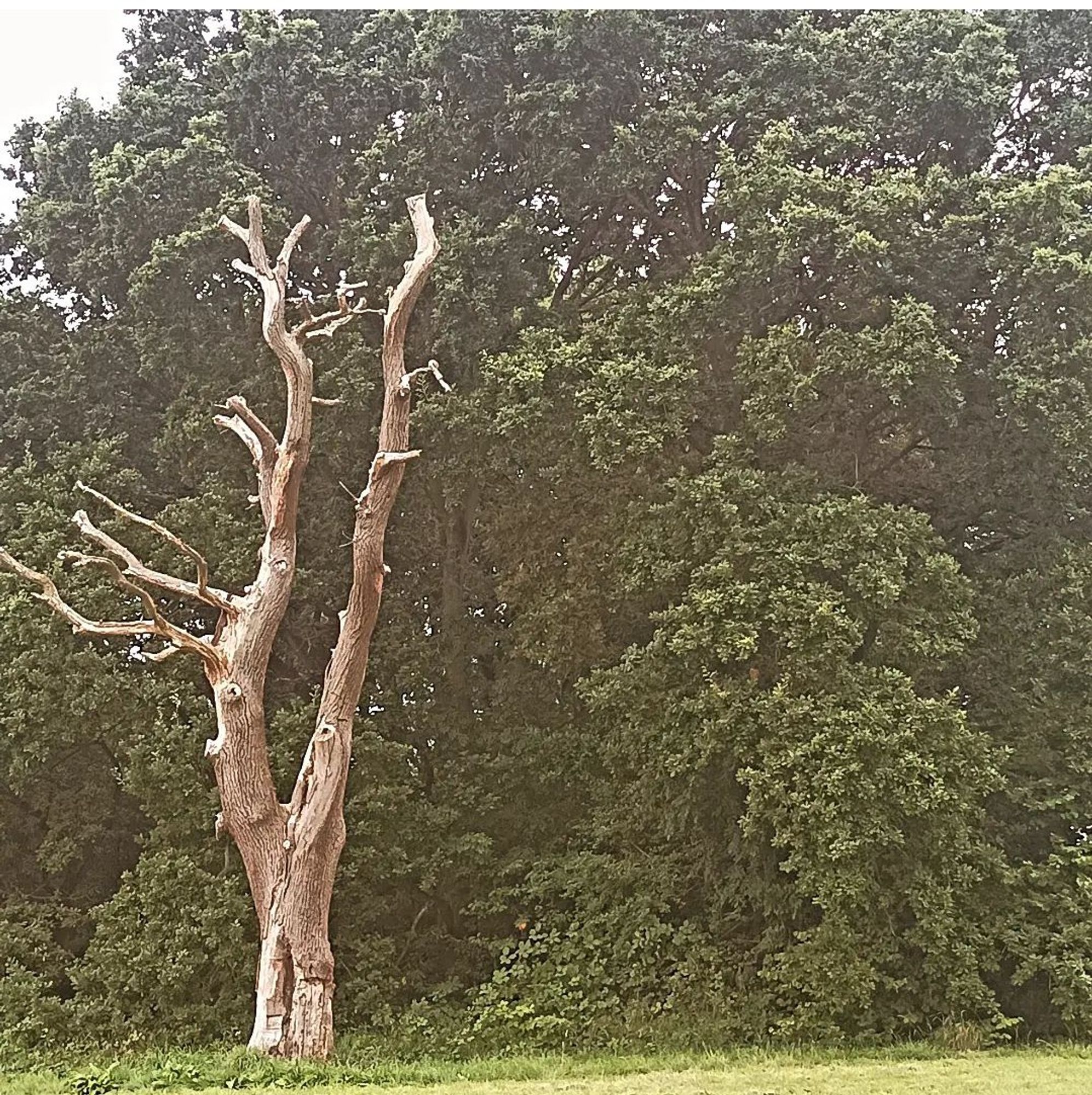 Very dead tree in front of some very alive trees