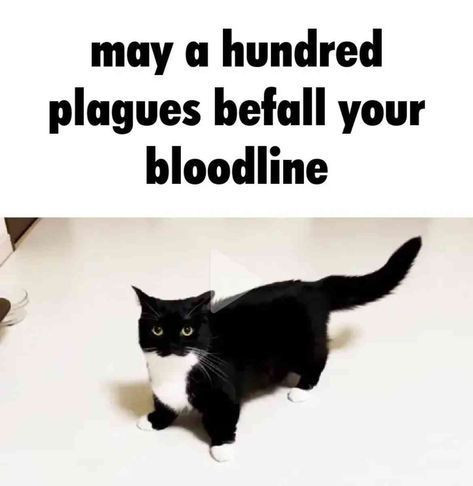 a picture of a tuxedo cat with the text "may a hundred plagues befall your bloodline" above them