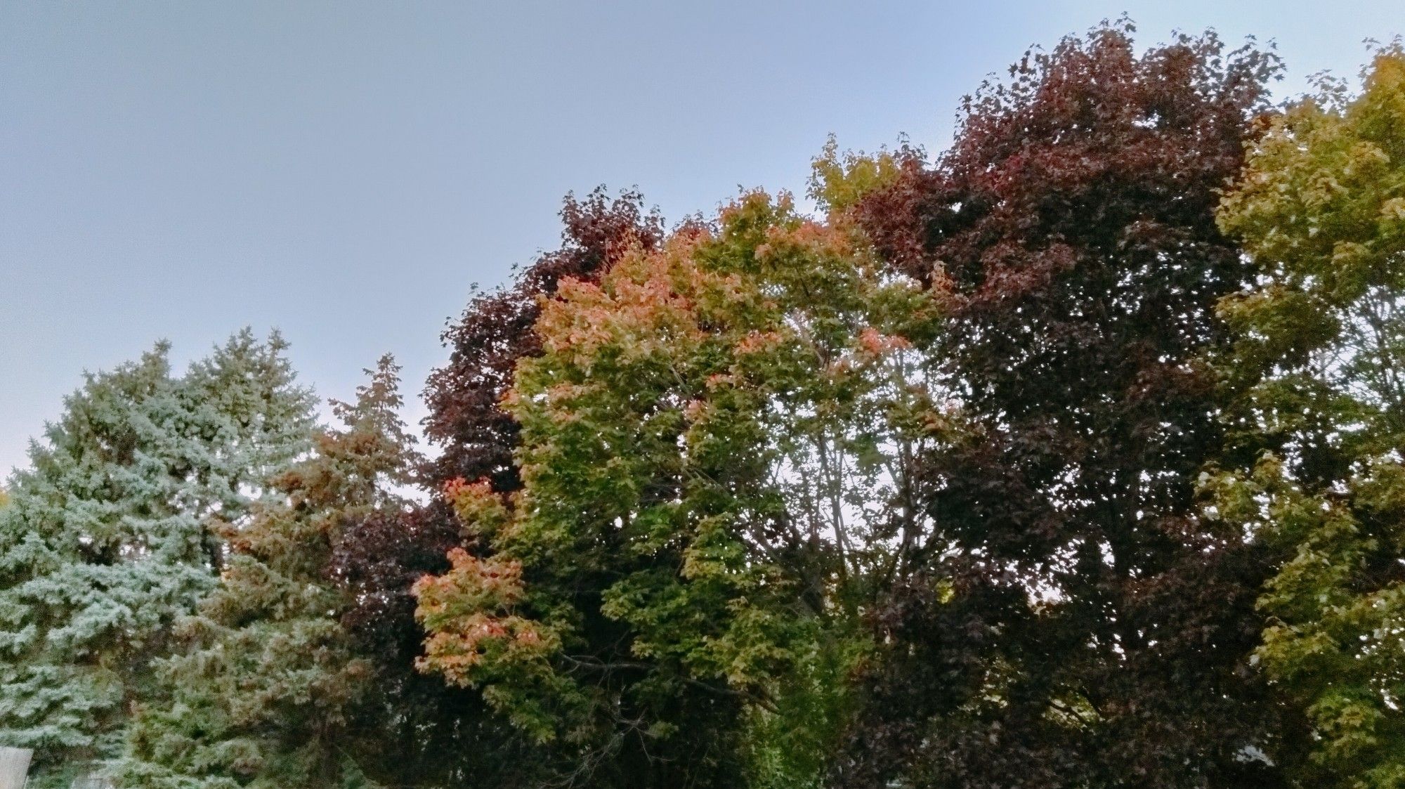 Morning photo of maple, oak and pine. Early Fall, Central Minnesota. September 28th, 2024.