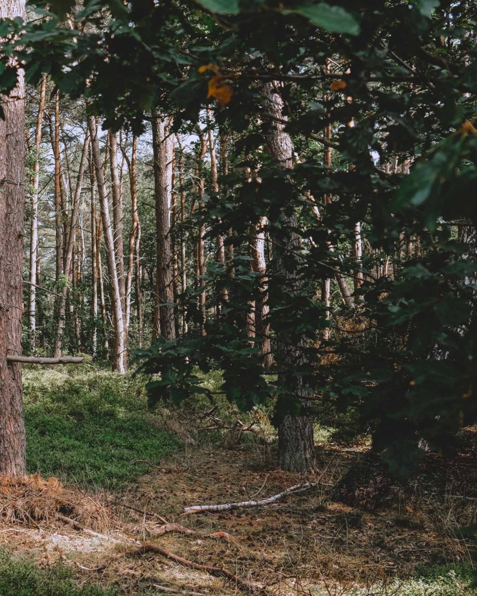 Ein Wald mit Nadelbäumen