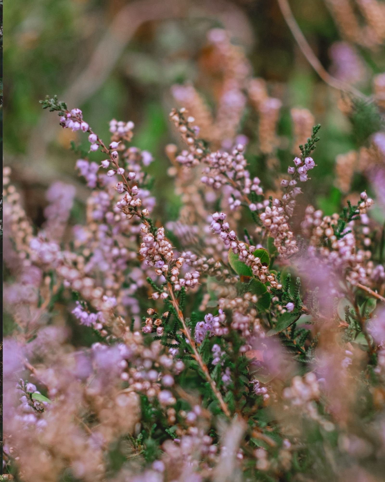 Blühende heide