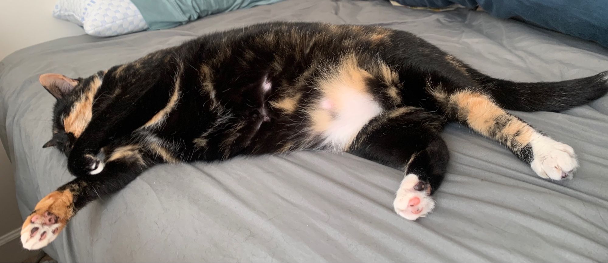 a sleepy tuxedo tort lounging with her variegated tummy and beans out