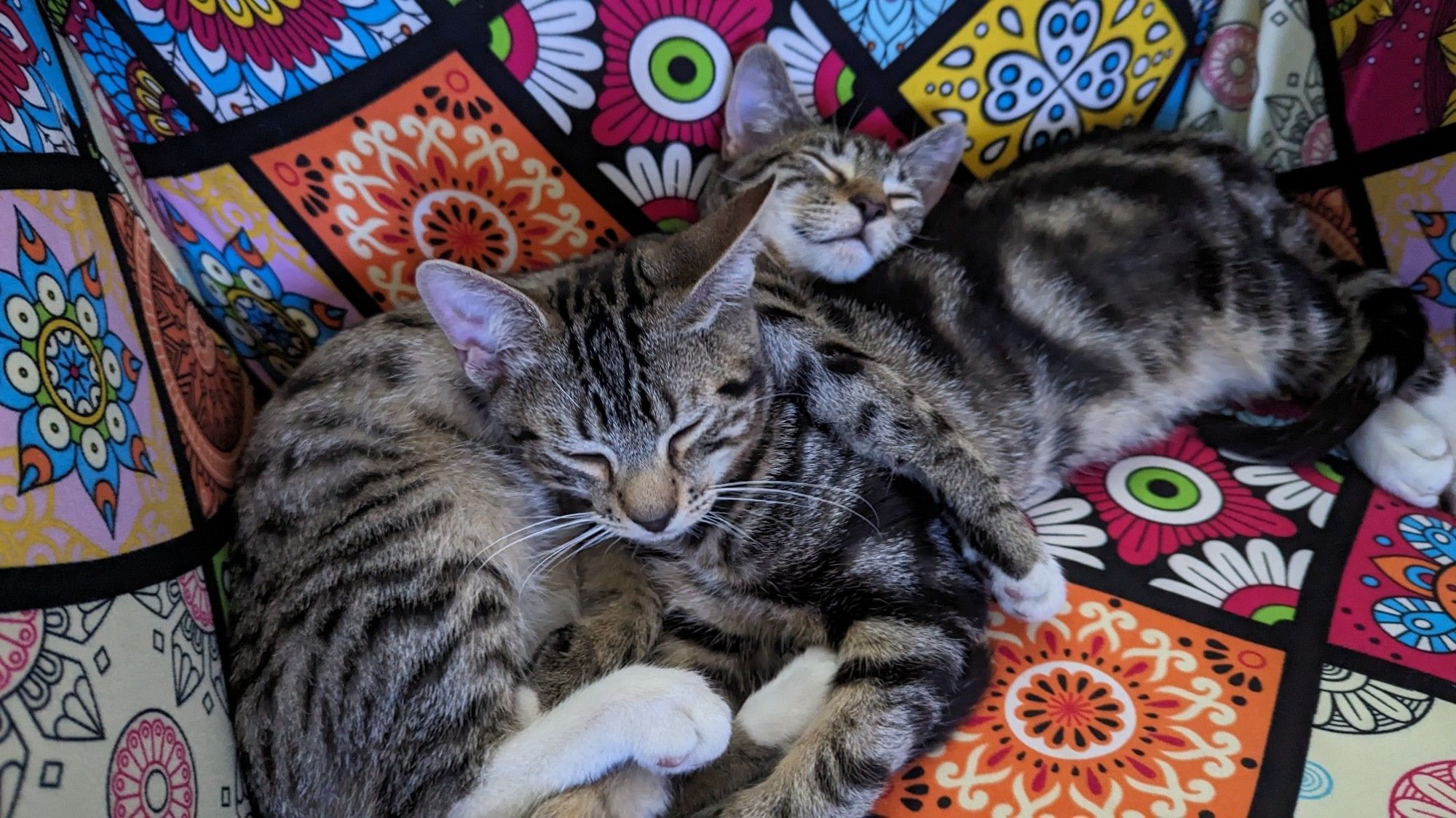 Two grey, black and white kittens, sleeping together on a colourful chair. One of the kittens has his front leg over the other one in a lovable embrace