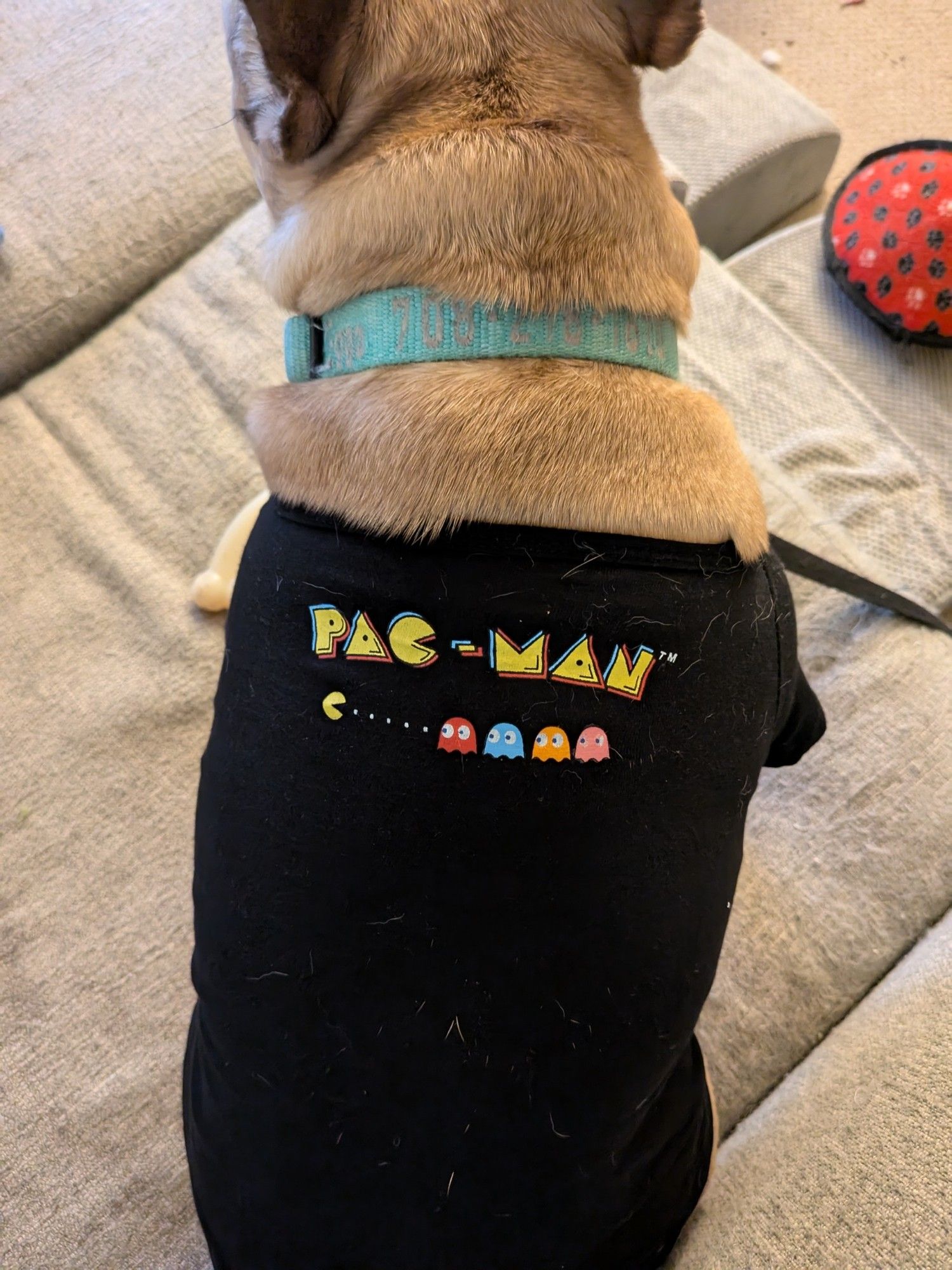 French Bulldog with a black T-shirt that has a pacman logo with pacman eating pellets and ghosts in a line