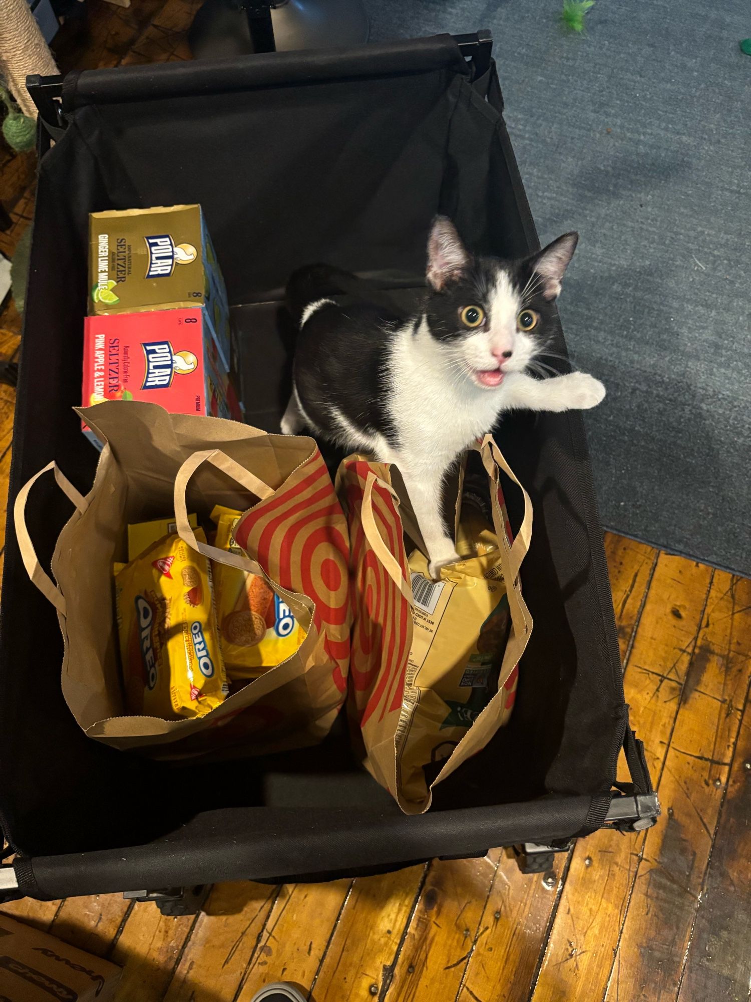 a small 5 mo black and white cat in a garden cart full of target food bags. He is in one of the bags and has the biggest :D!!!! face you've ever seen on a kitten. He looks both manic and thrilled.