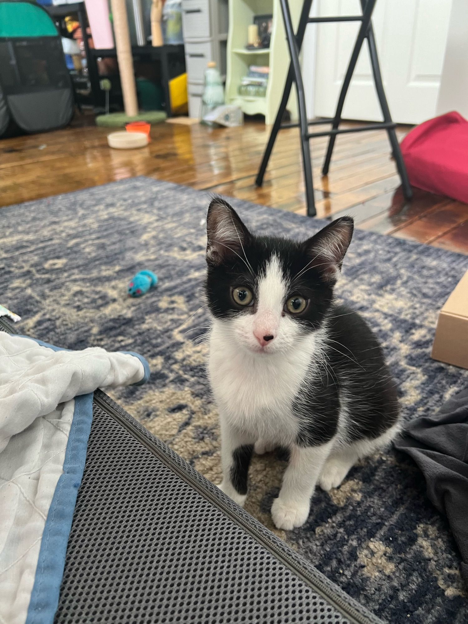 a 12wk old black and white kitten giving the camera an imploring look while sitting up. He is in a room with a bunch of various kitten items scattered on a blue rug, aka the kitten room.