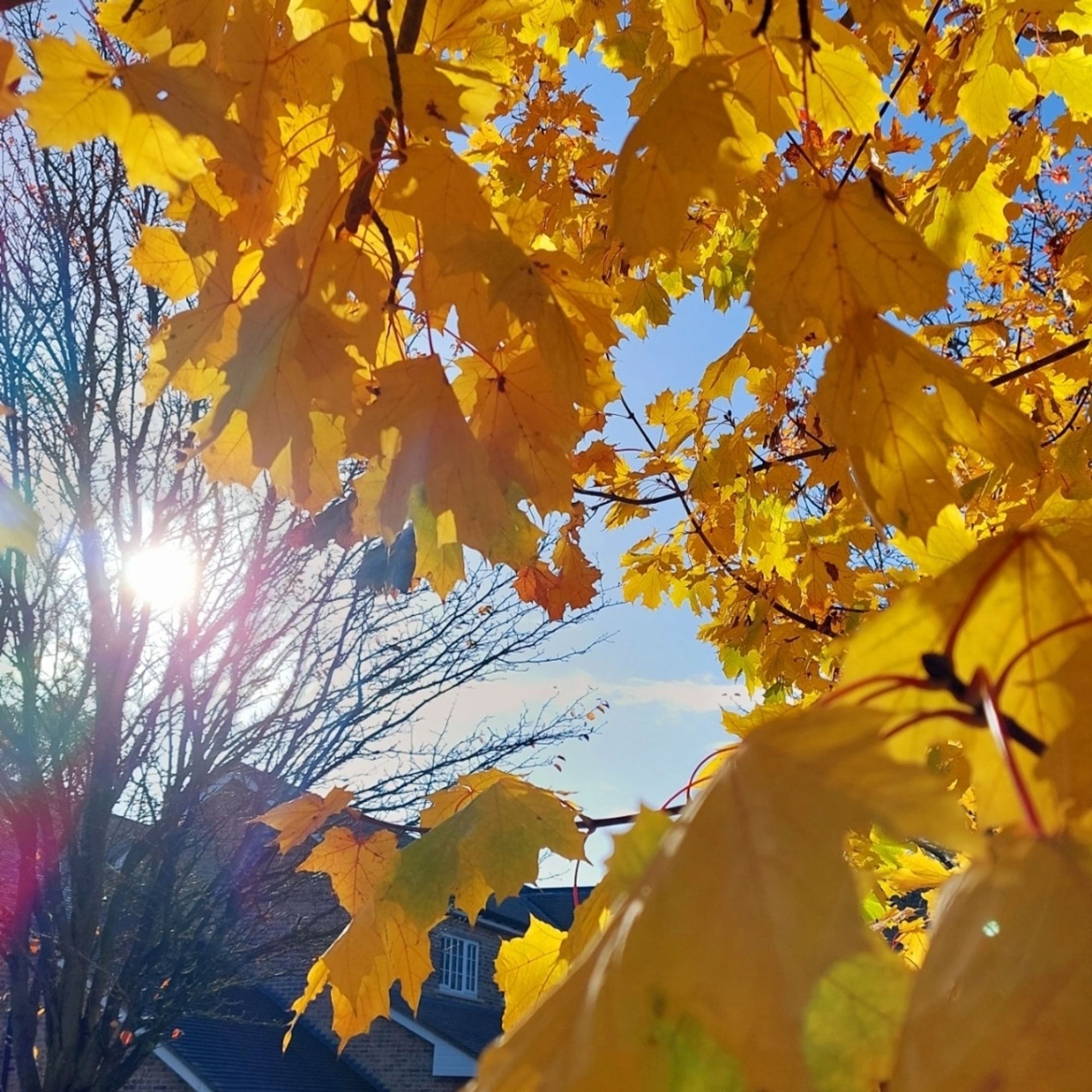 A poem and a photo of golden leaves and autumn sunshine by Tony Frobisher

Leaf, Life.

Autumn, fall
And wither life.
Leaves colour,
A final flash.
Defiant, proud.
Let winter come.