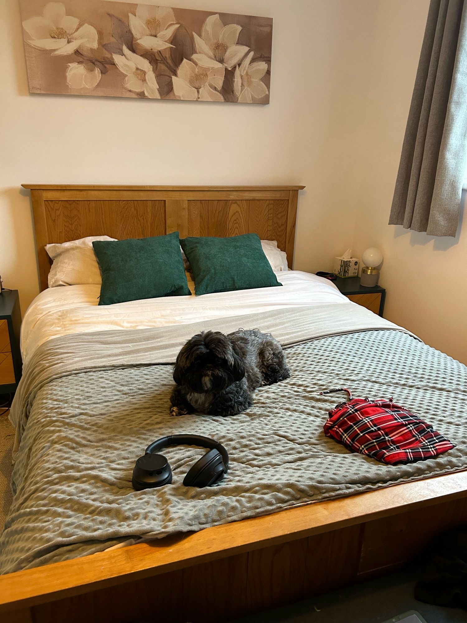 Shih tzu on the bed with longer hair and my two green cushions