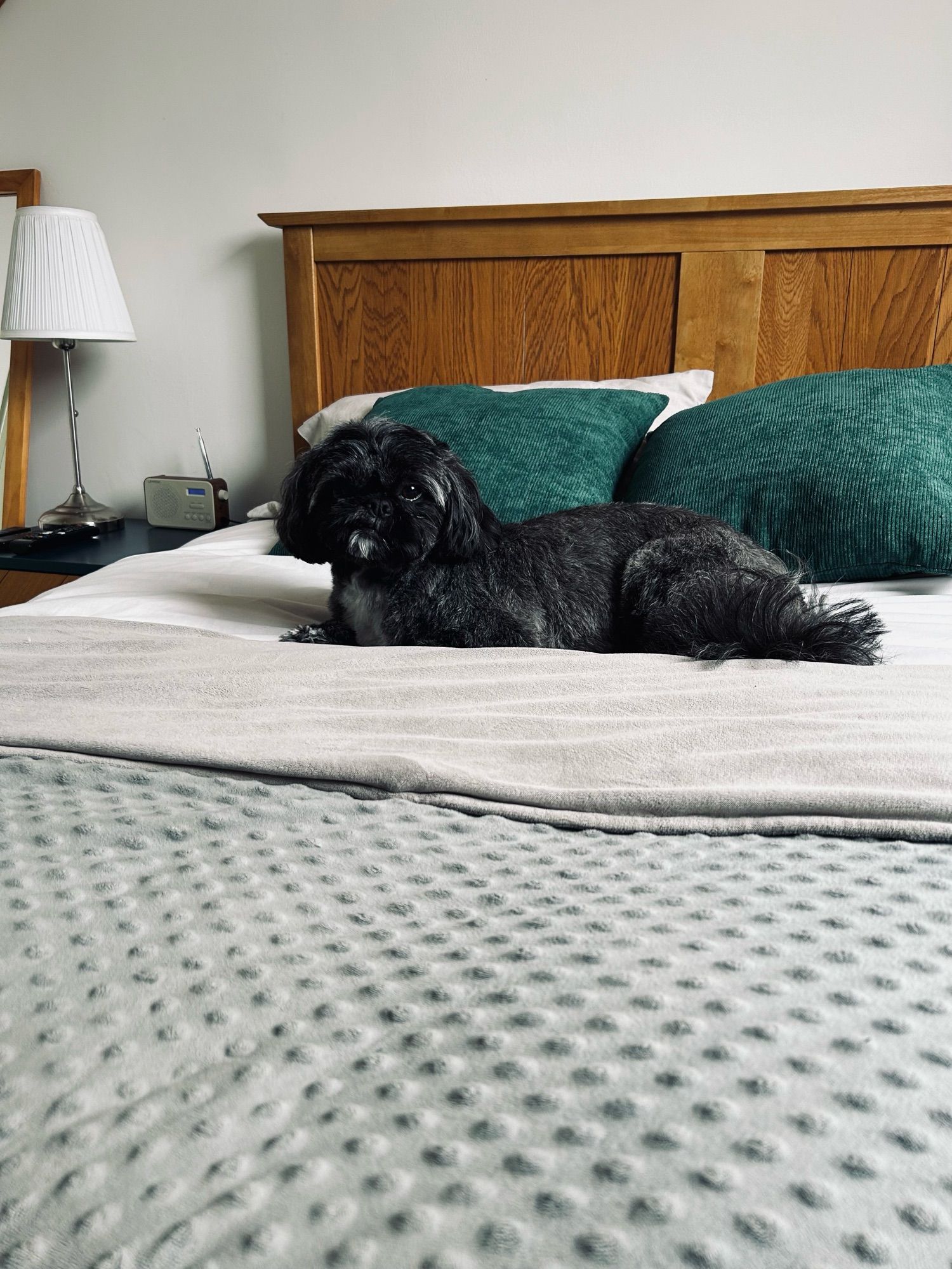 Shih tzu (black grey)sat on the bed with her sleek haircut and my green cushions again