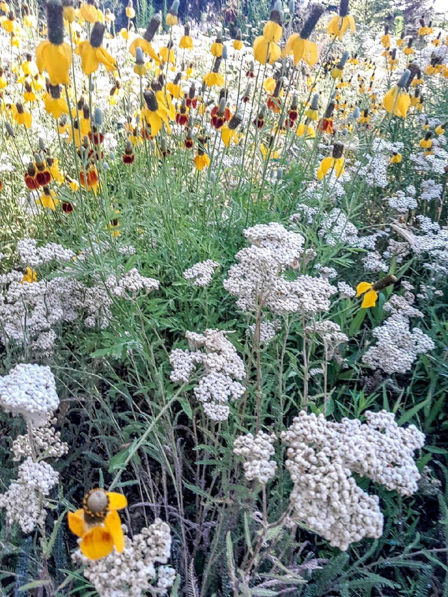 A pretty mix of white and yellow flowers with green grasses. I saw these on a hike. I'm  not sure but I think they are prairie coneflower and yarrow.