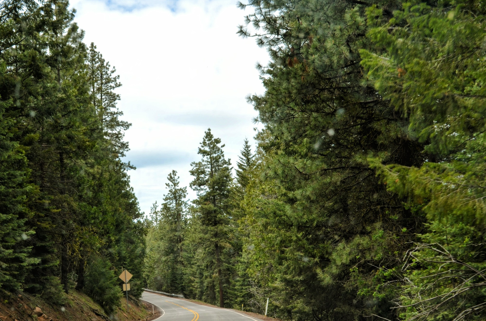 driving through the country with large trees on each side of the curving road.