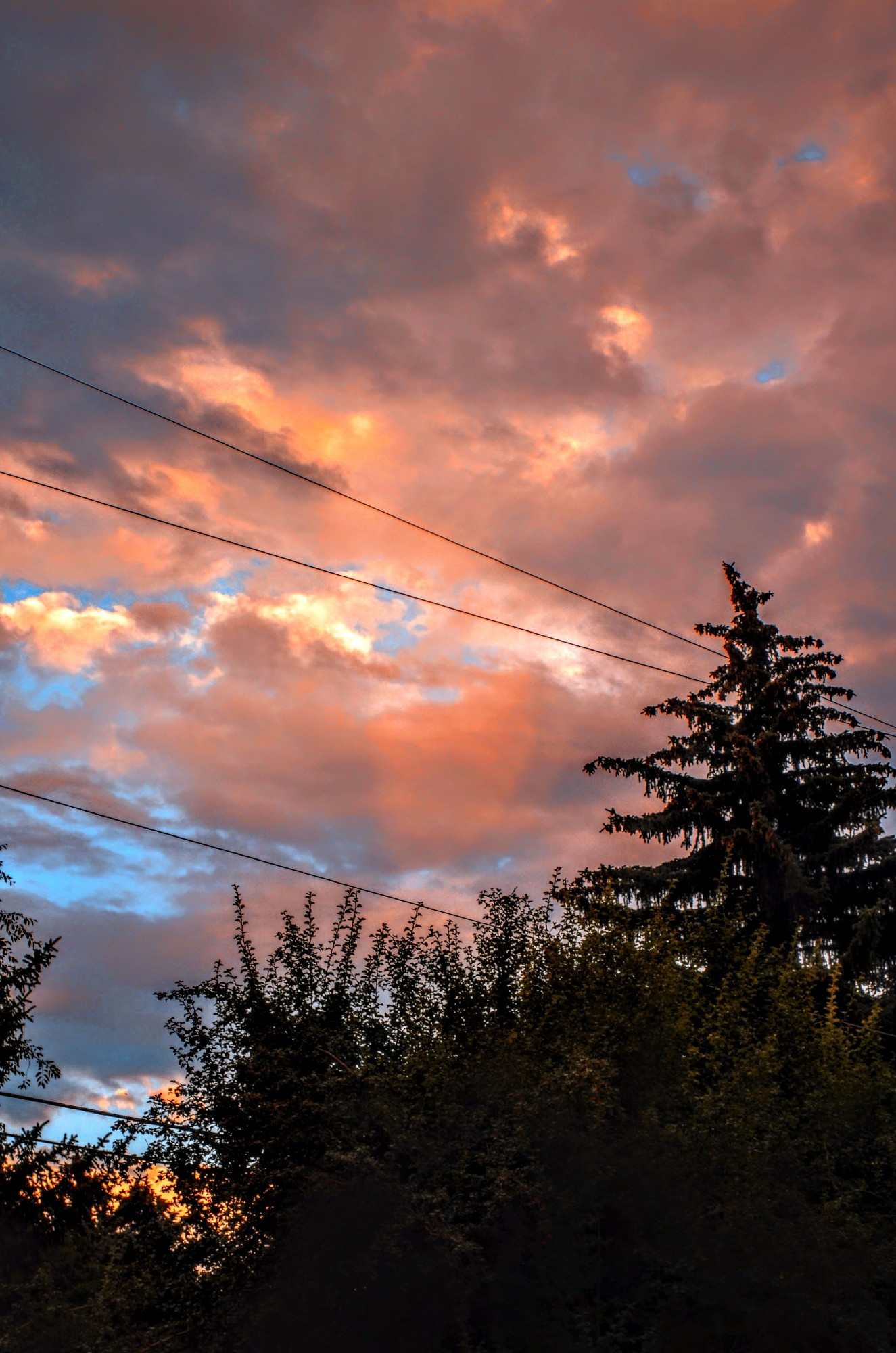 Trees in silhouette in the foreground. The one on the right is a tall pine tree. Wires drape across them and the sky. The puffy clouds are orange and gray with blue sky peeking through.