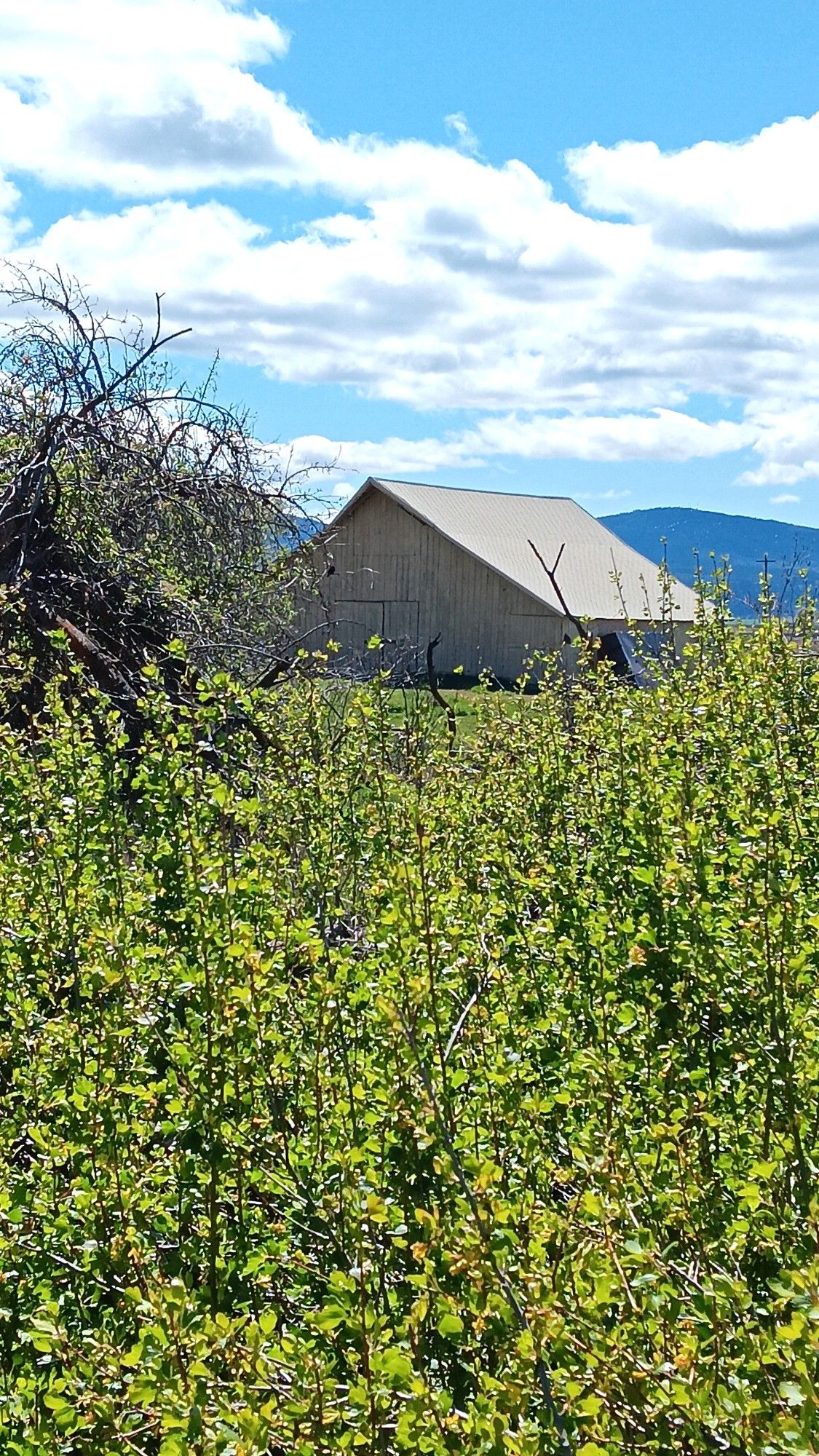 I love old barns. I always wonder about the life that went on in it's past. This old barn has yellow wildflowers all around it. A tree stands to the left. The  barn is tan. Behind it are mountains and white clouds in a blue sky.