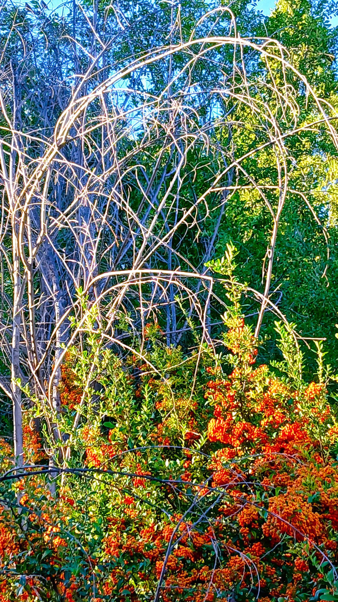 A variety of bushes with a tree in the background. Colors in orange, greens and brown bare branches. The sky behind is blue.