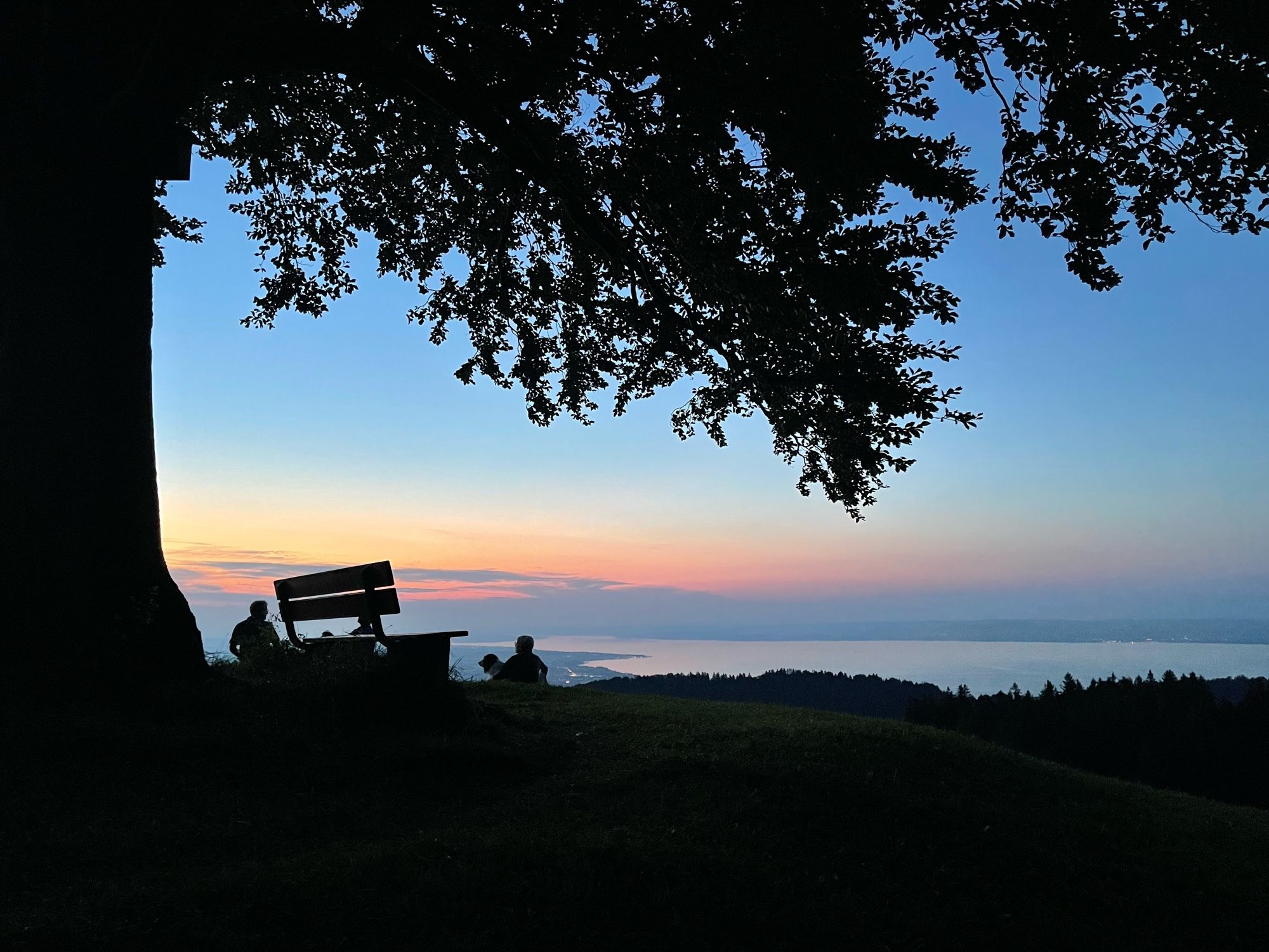 bank unter dem baum mit aussicht auf den see. die sonne ist bereits untergegangen