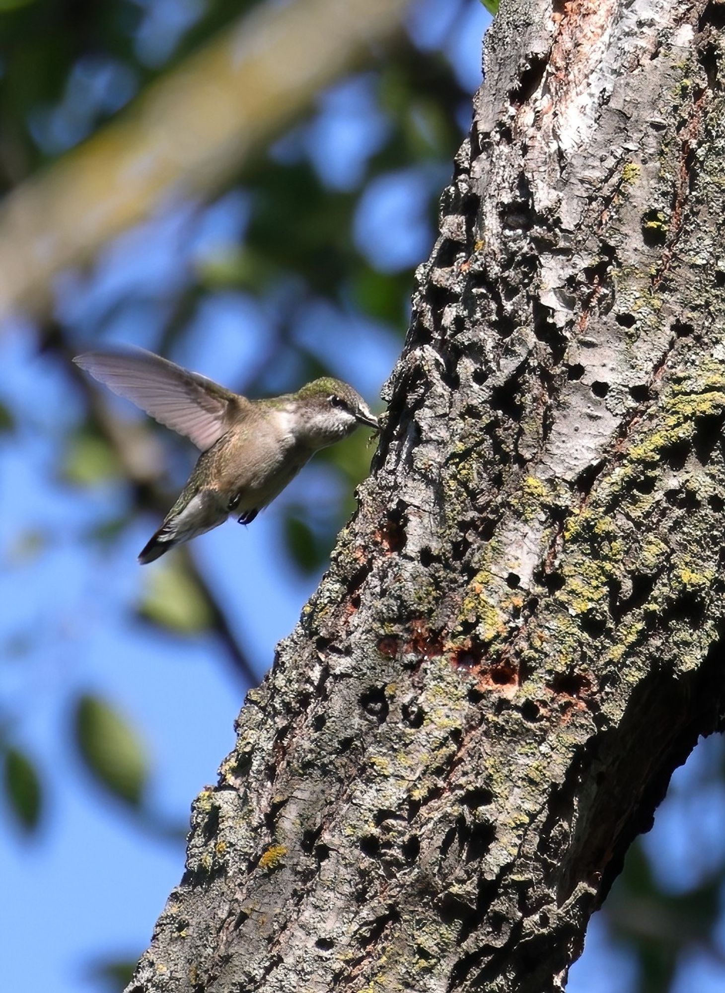 A Ruby Throated Hummer having a drink from a recently refreshed Yellow Bellied Sapsucker hole. Helps explain another food source for these little powerhouses. Now I just need a pic of one catching a mosquito! :)