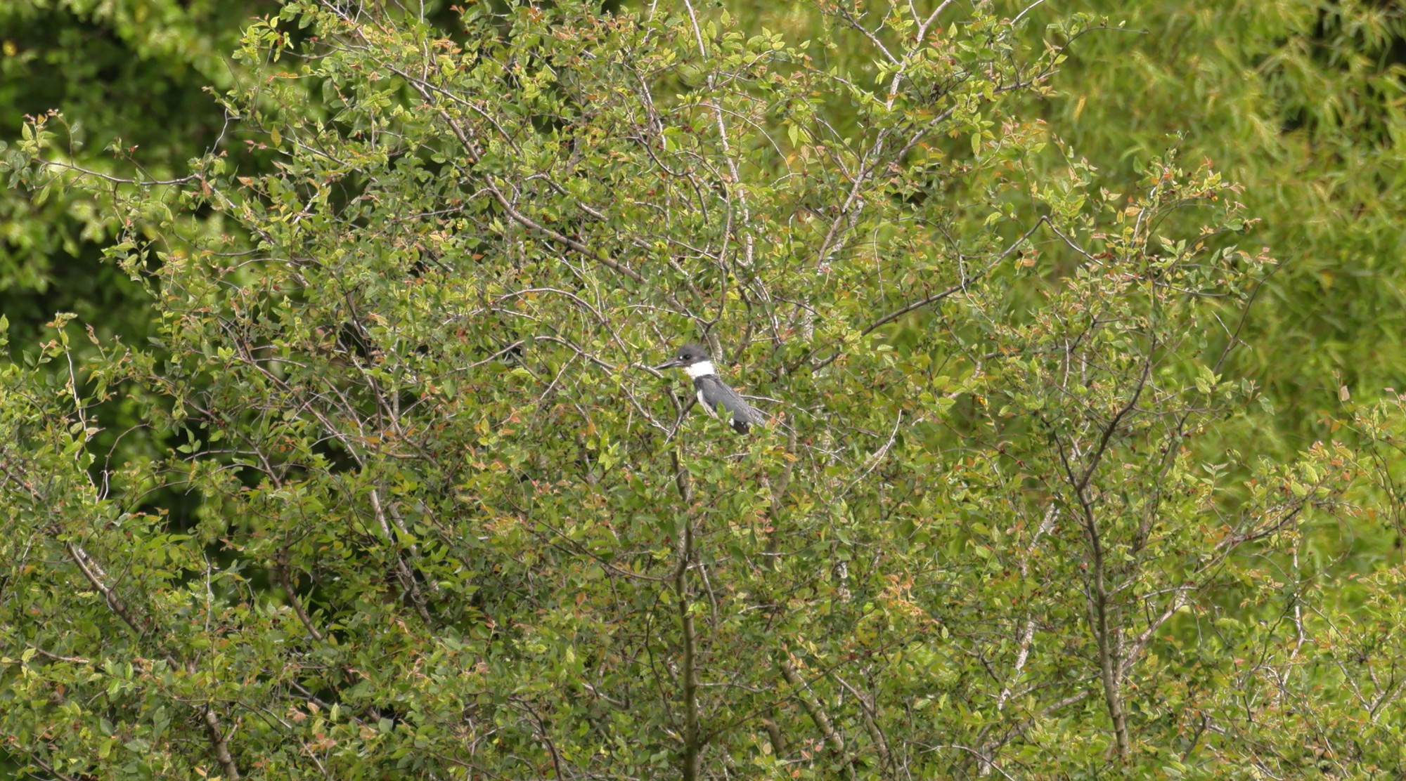 Belted Kingfisher a long long ways off.