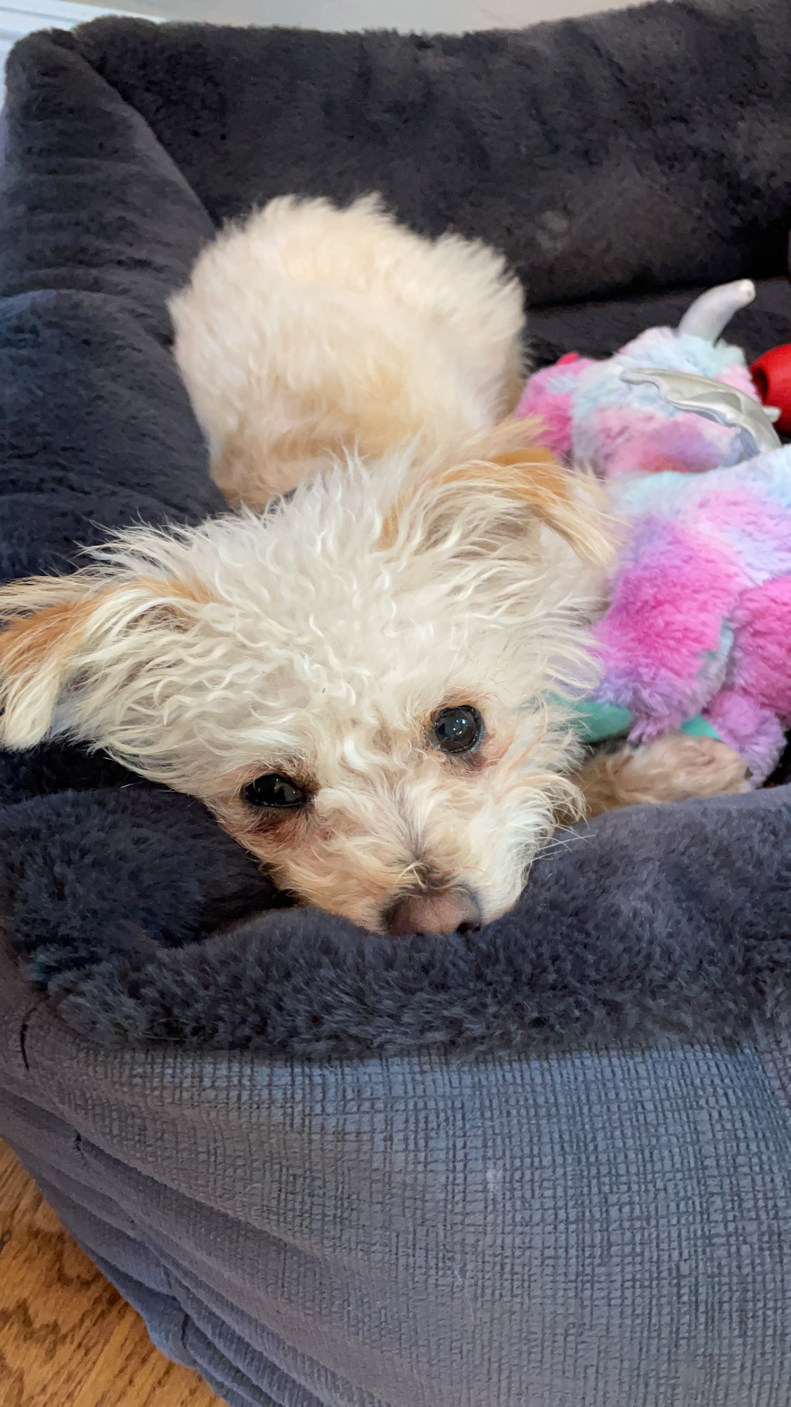 Rosa, Chihuahua mix, with her favorite dragon