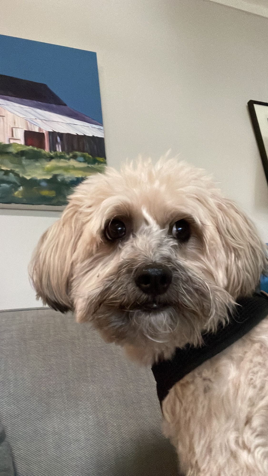 Jasper, beige terrier mix with dark mustache