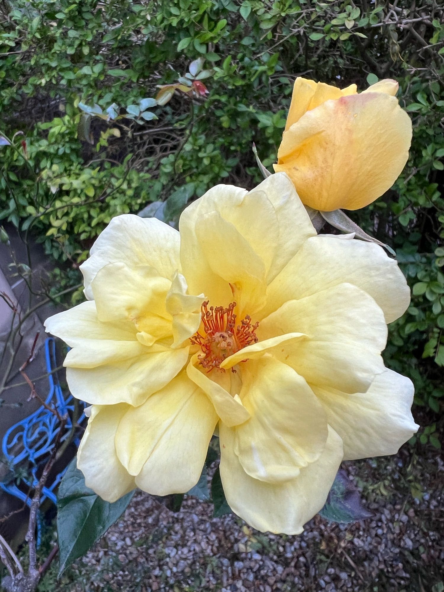 Close up of a pale yellow rose and bud.